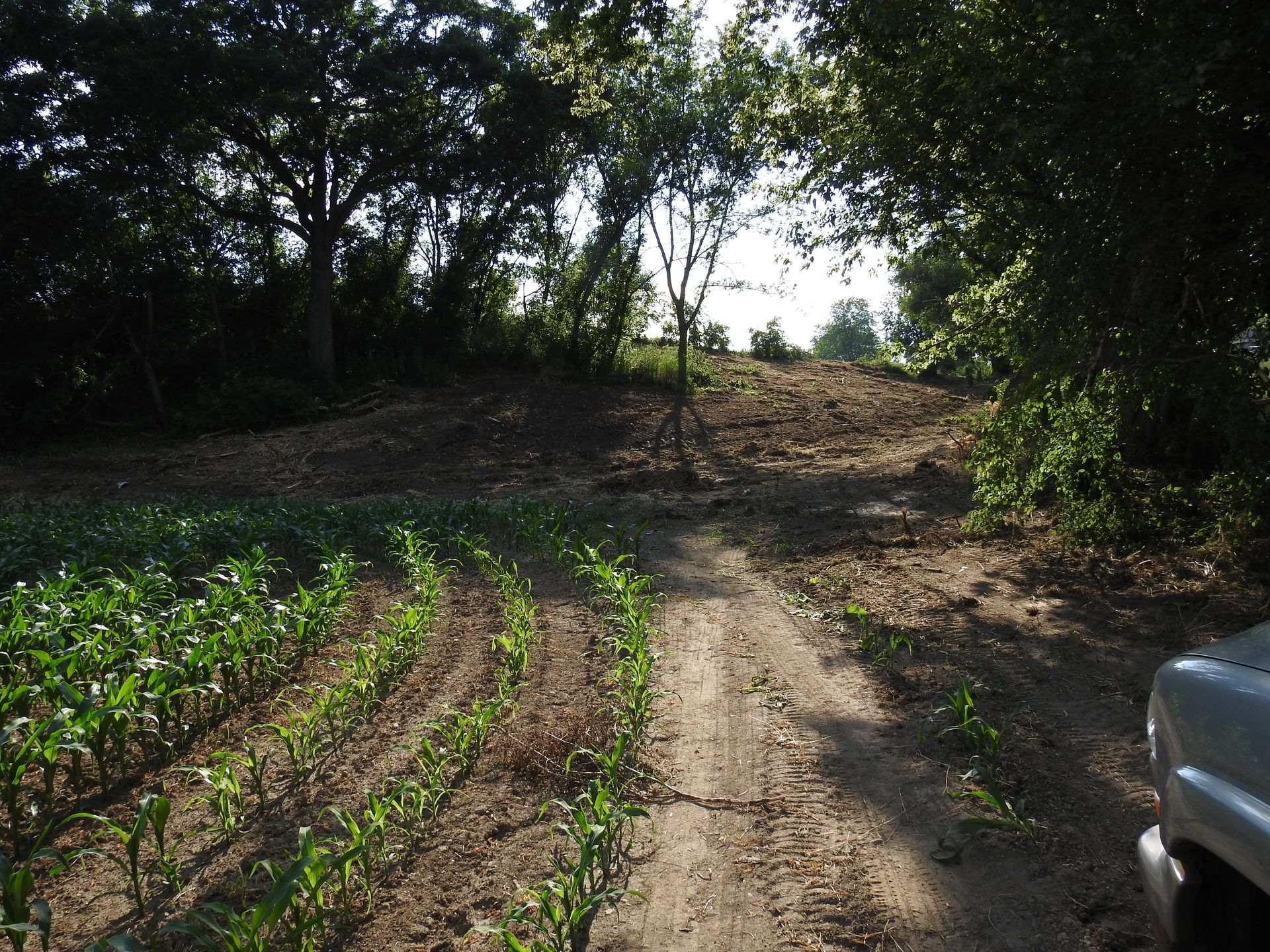 A dirt road going through a lush green field