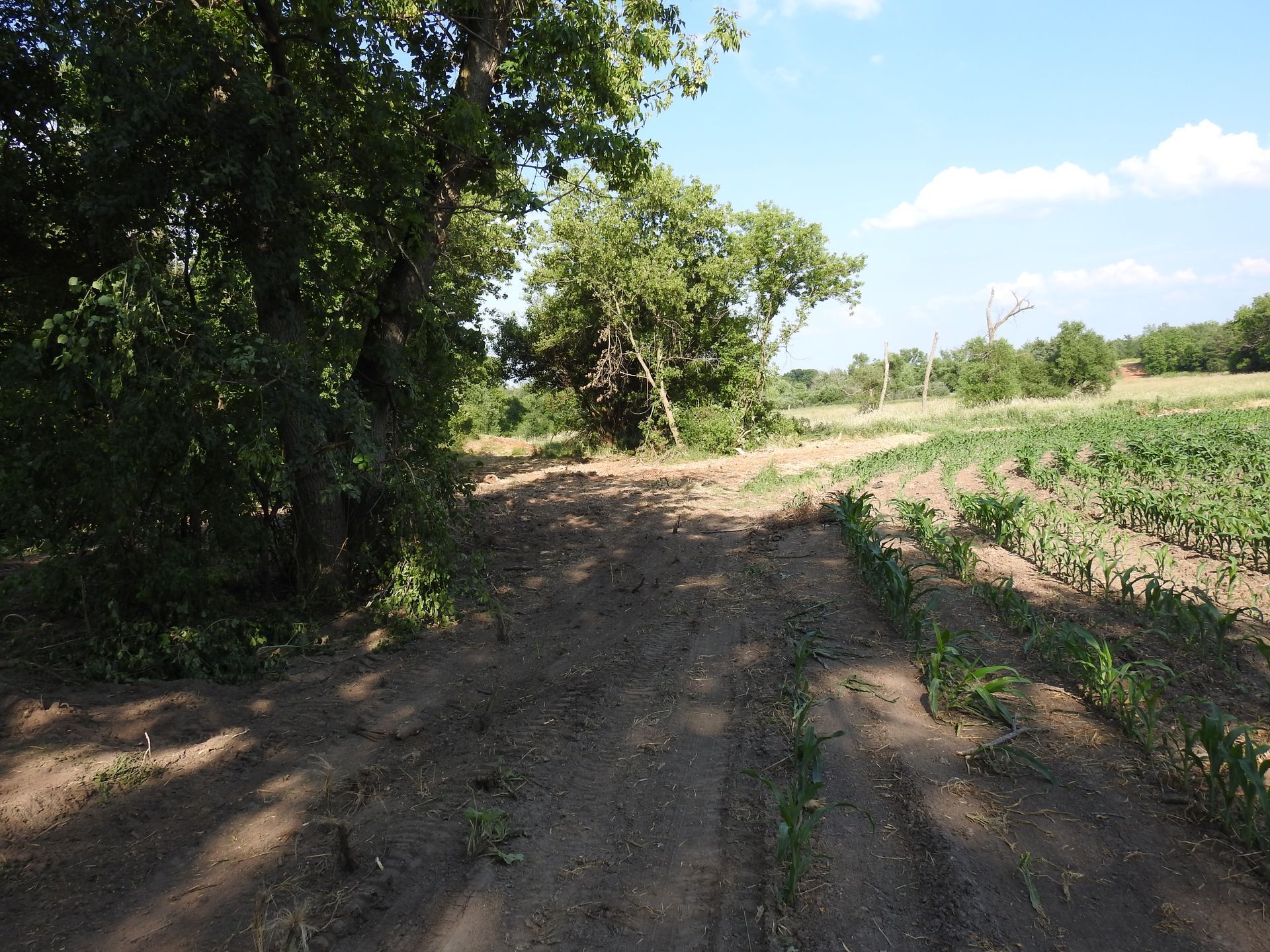 A dirt road going through a lush green field