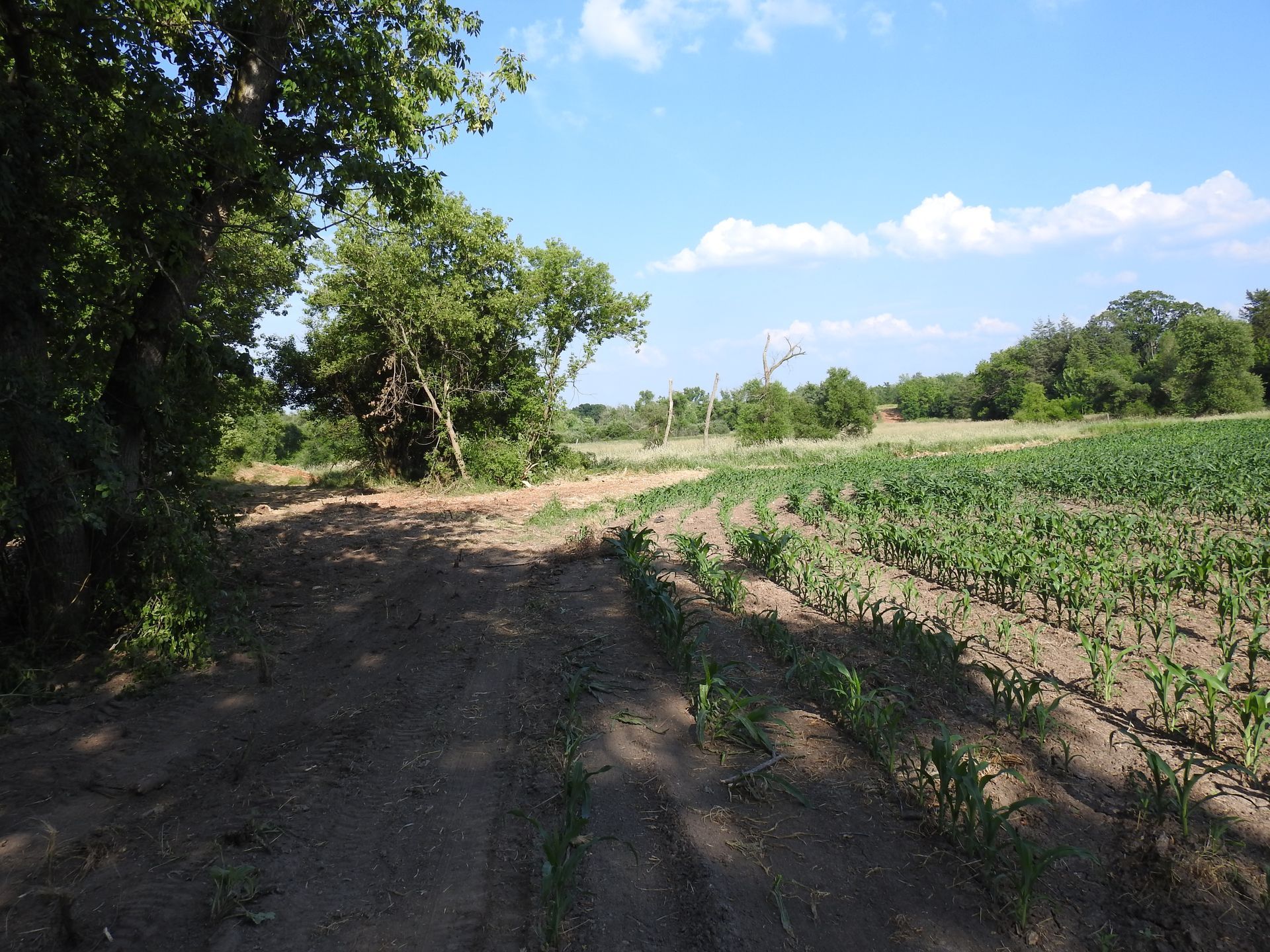 A dirt road winds through a lush green field