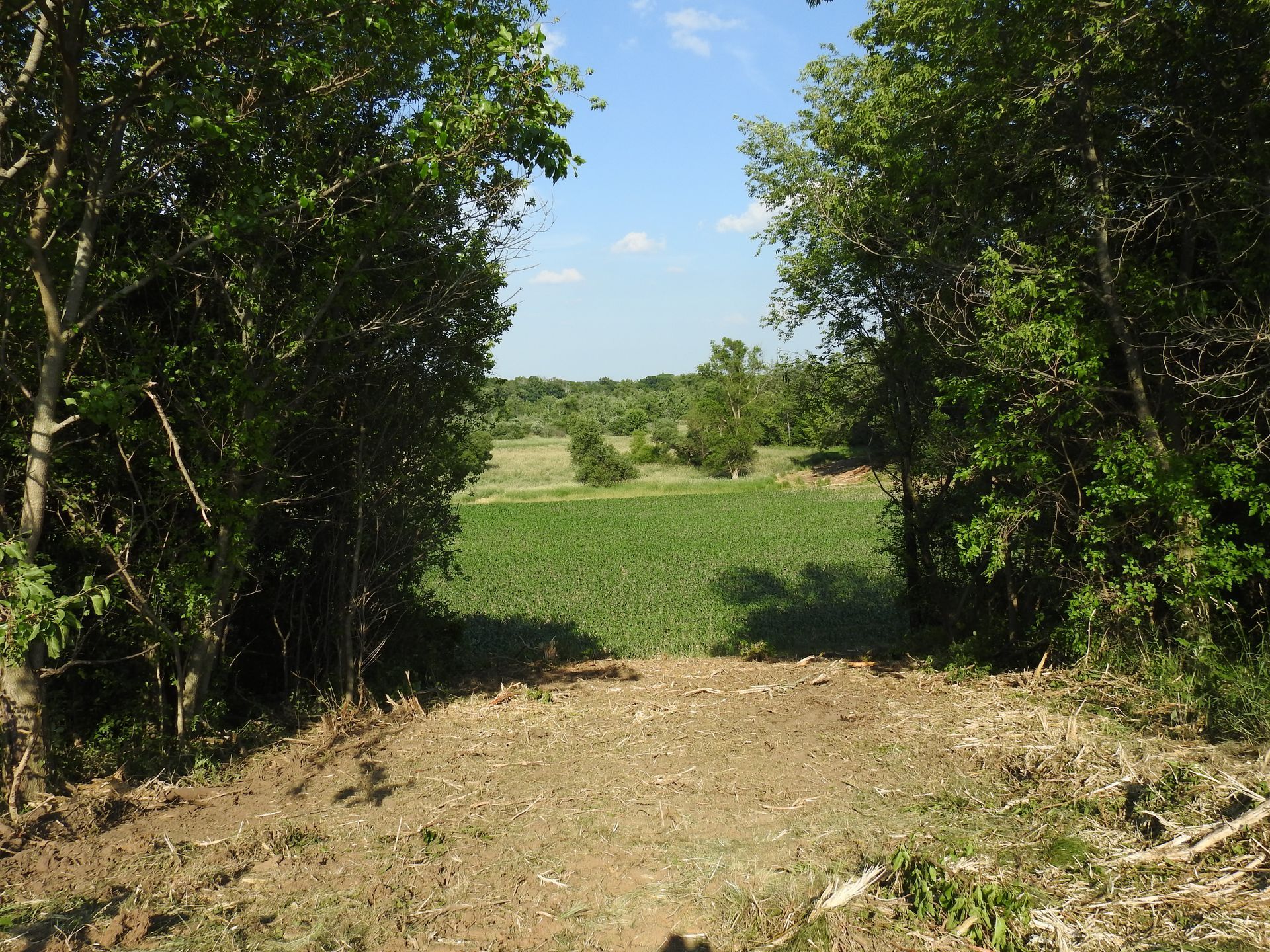 A dirt road with trees on both sides and a field in the background