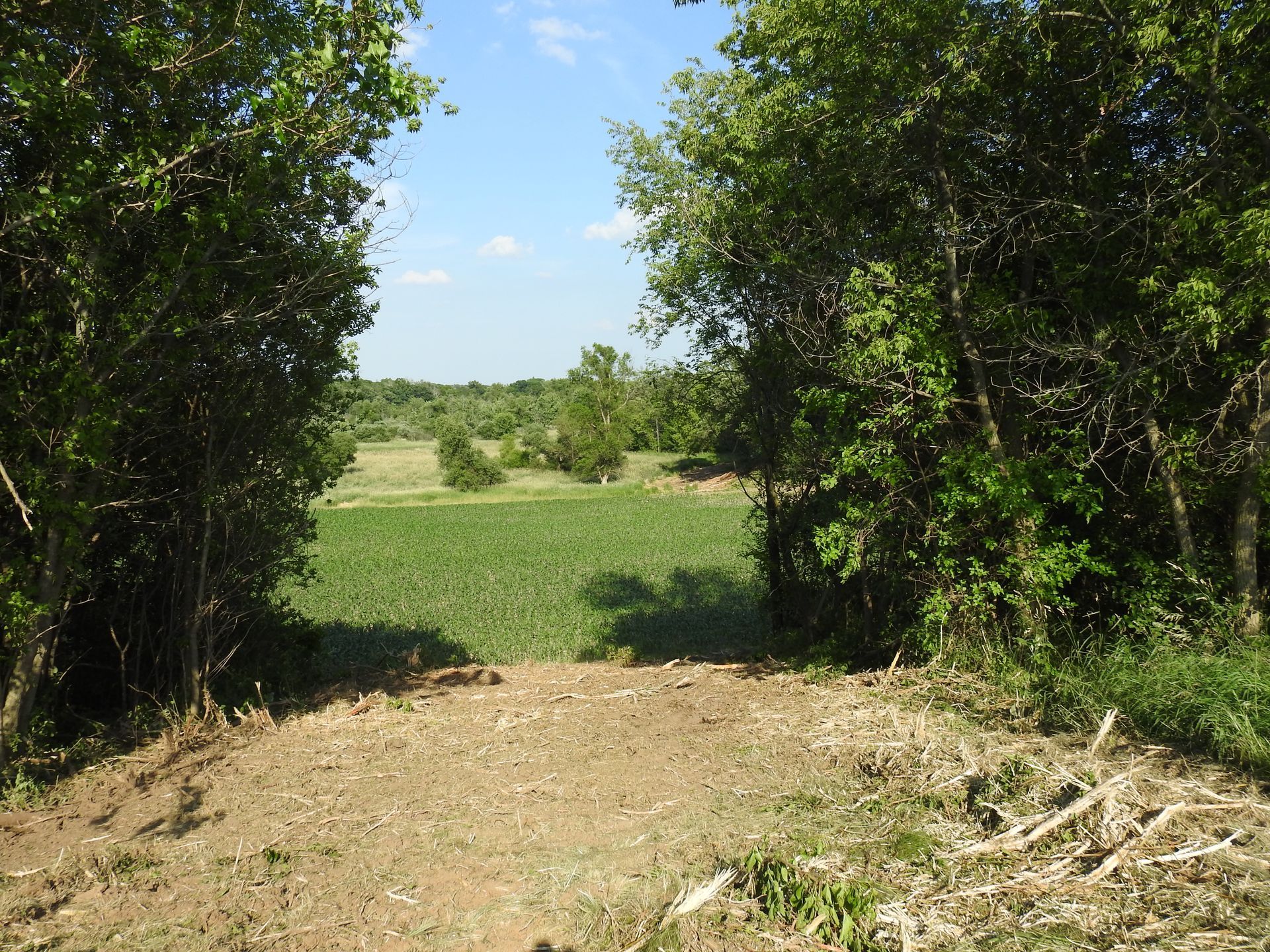 A dirt road leading to a field surrounded by trees
