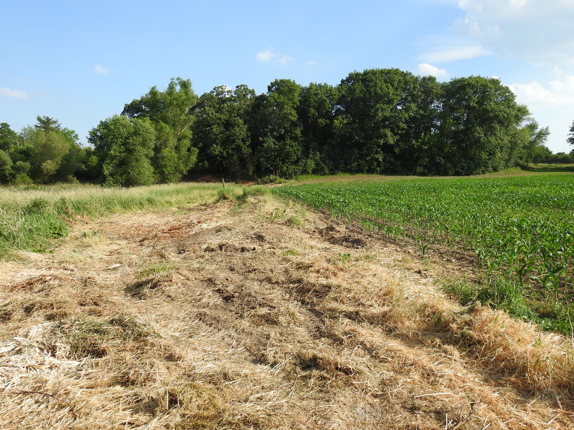A lush green field with trees in the background