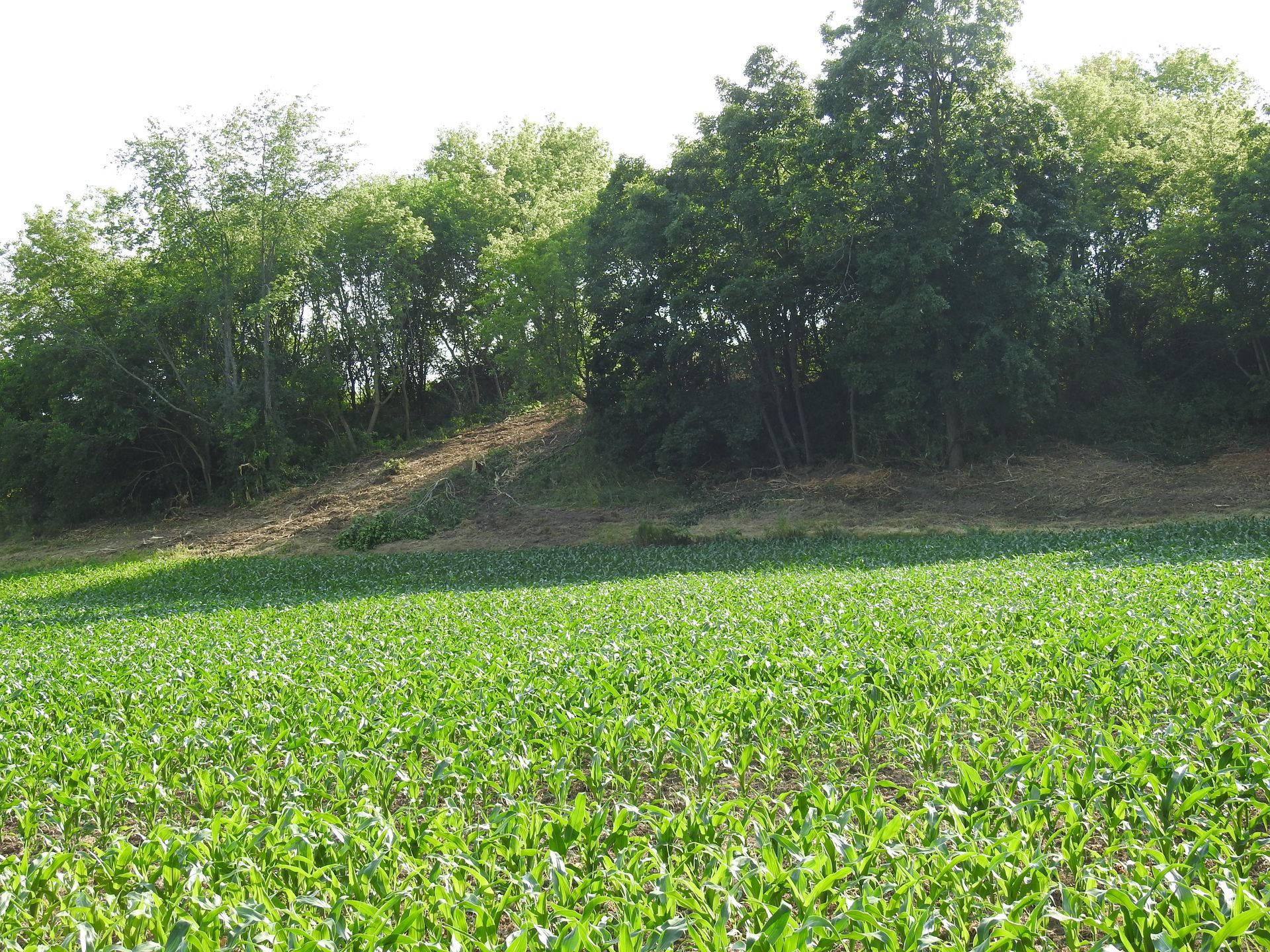 A field of green plants with trees in the background