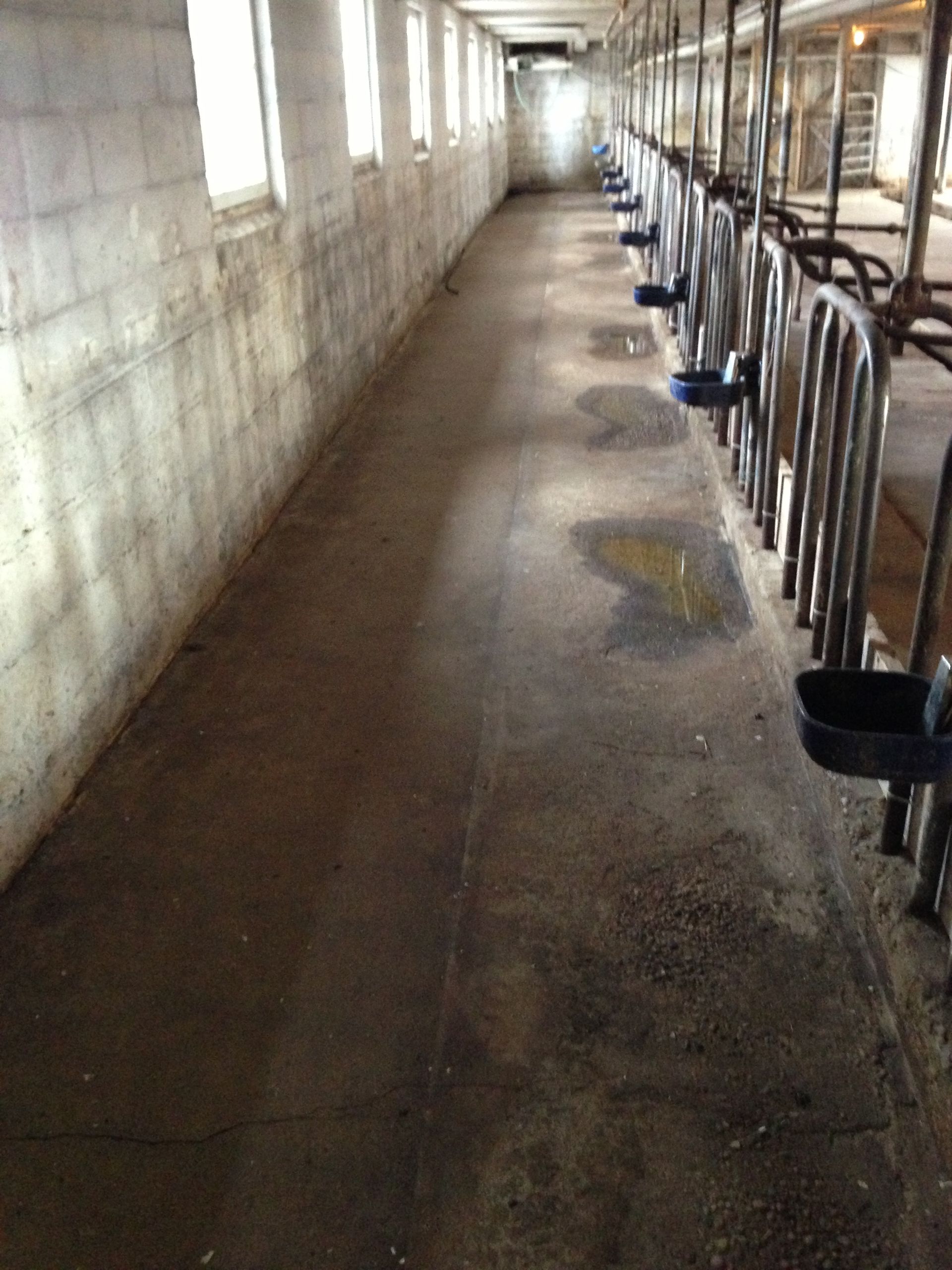 A long hallway in a barn with a row of fences and a bucket on the floor.