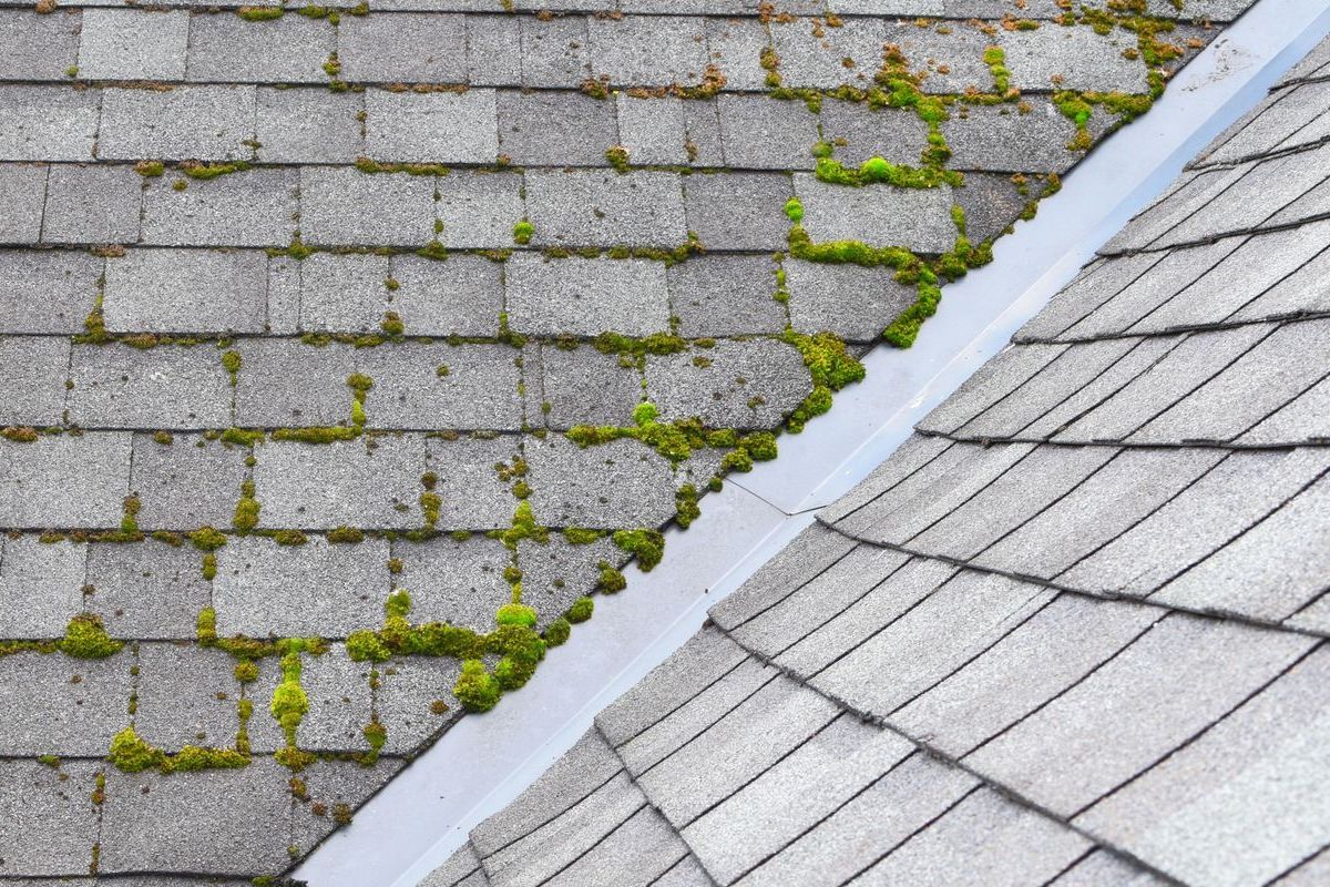 A close up of a roof with moss growing on it and a gutter.