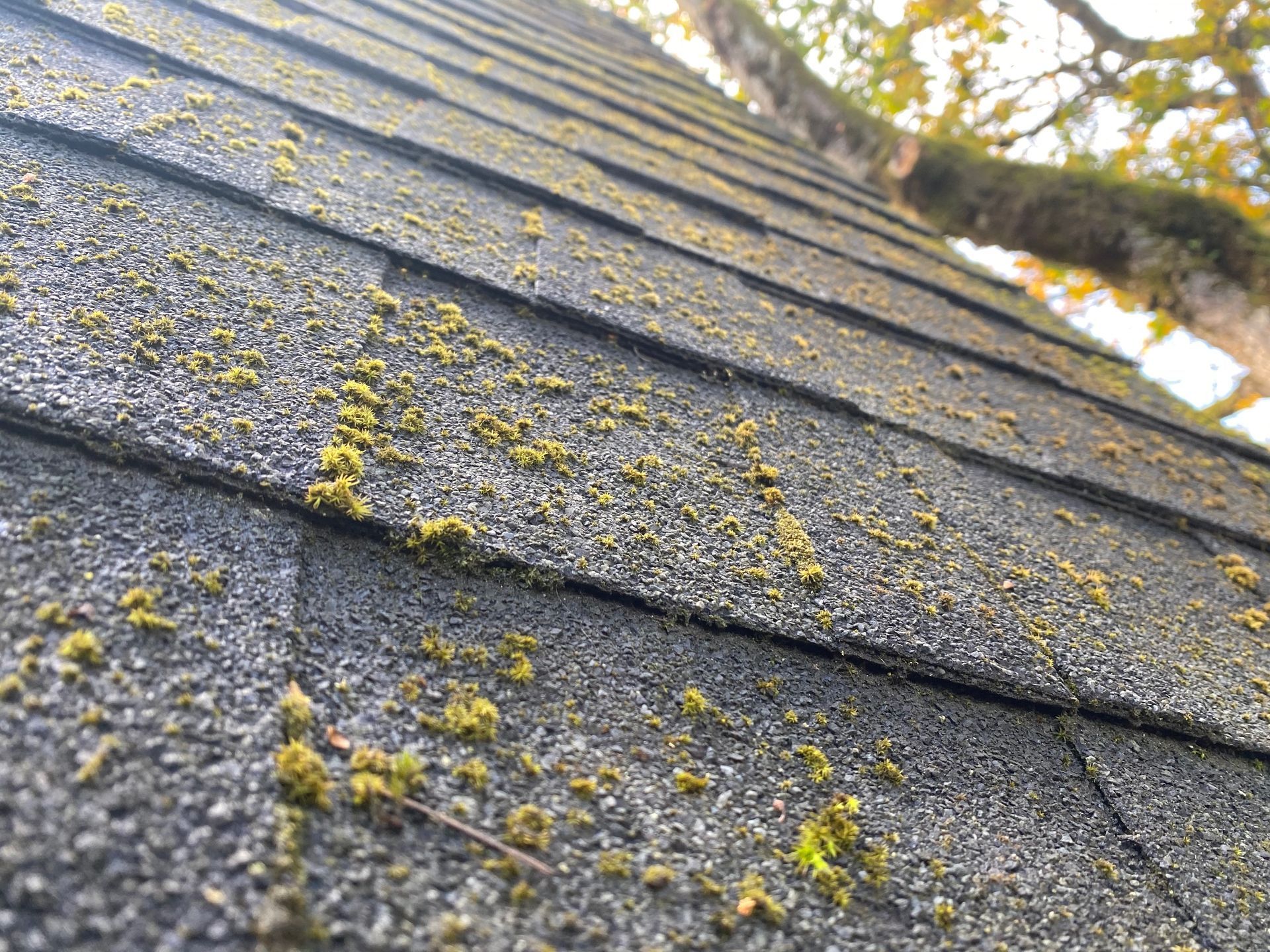 A close up of a roof with moss growing on it.