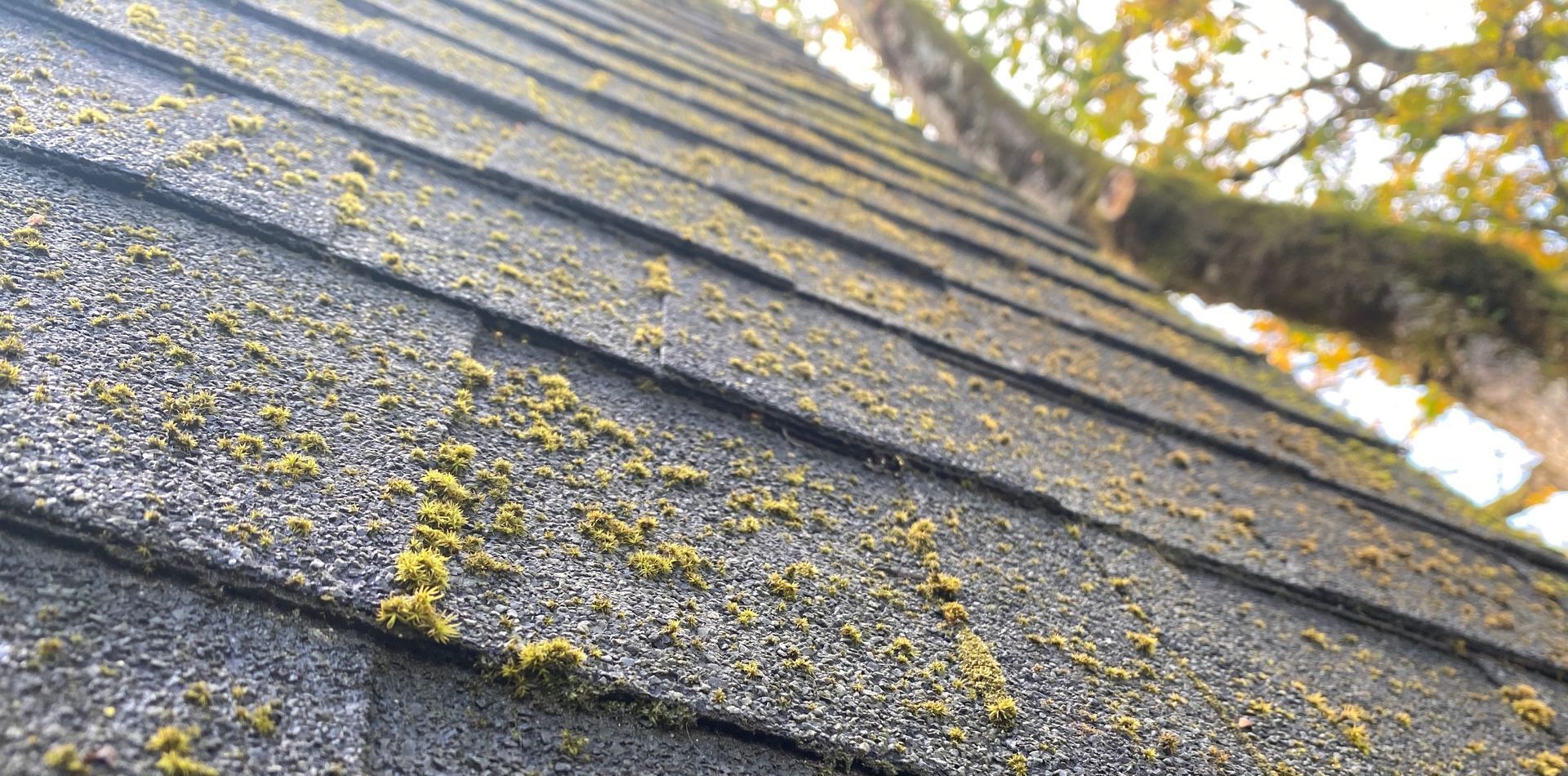 A close up of a roof with moss growing on it.