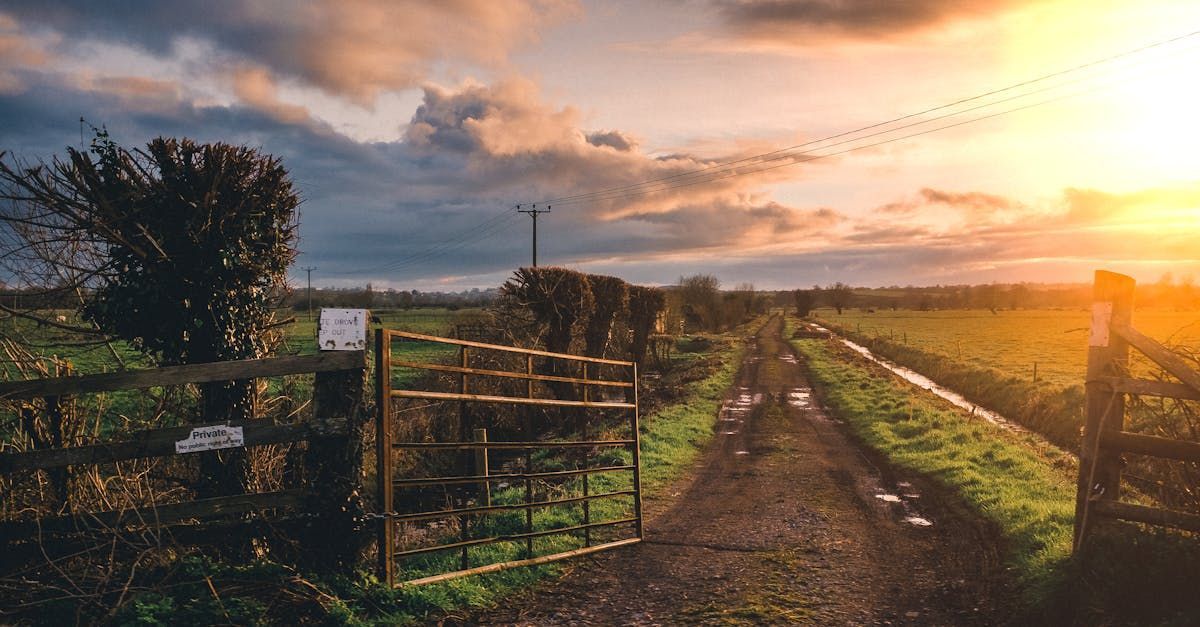 A dirt road going through a field at sunset.
