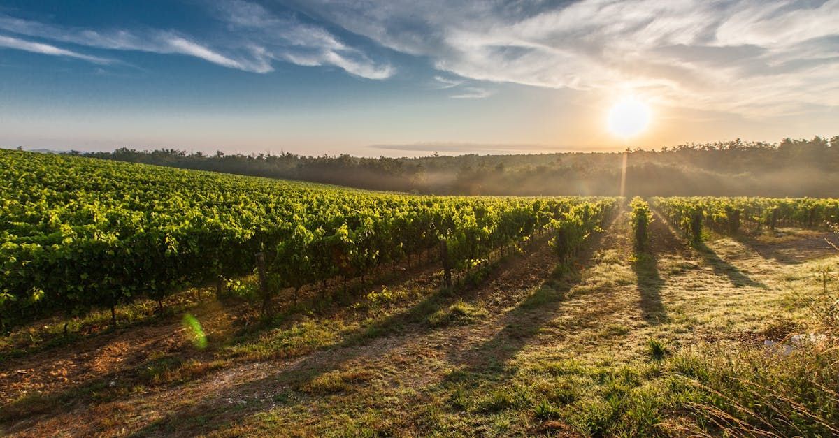 The sun is shining through the clouds over a vineyard at sunset.
