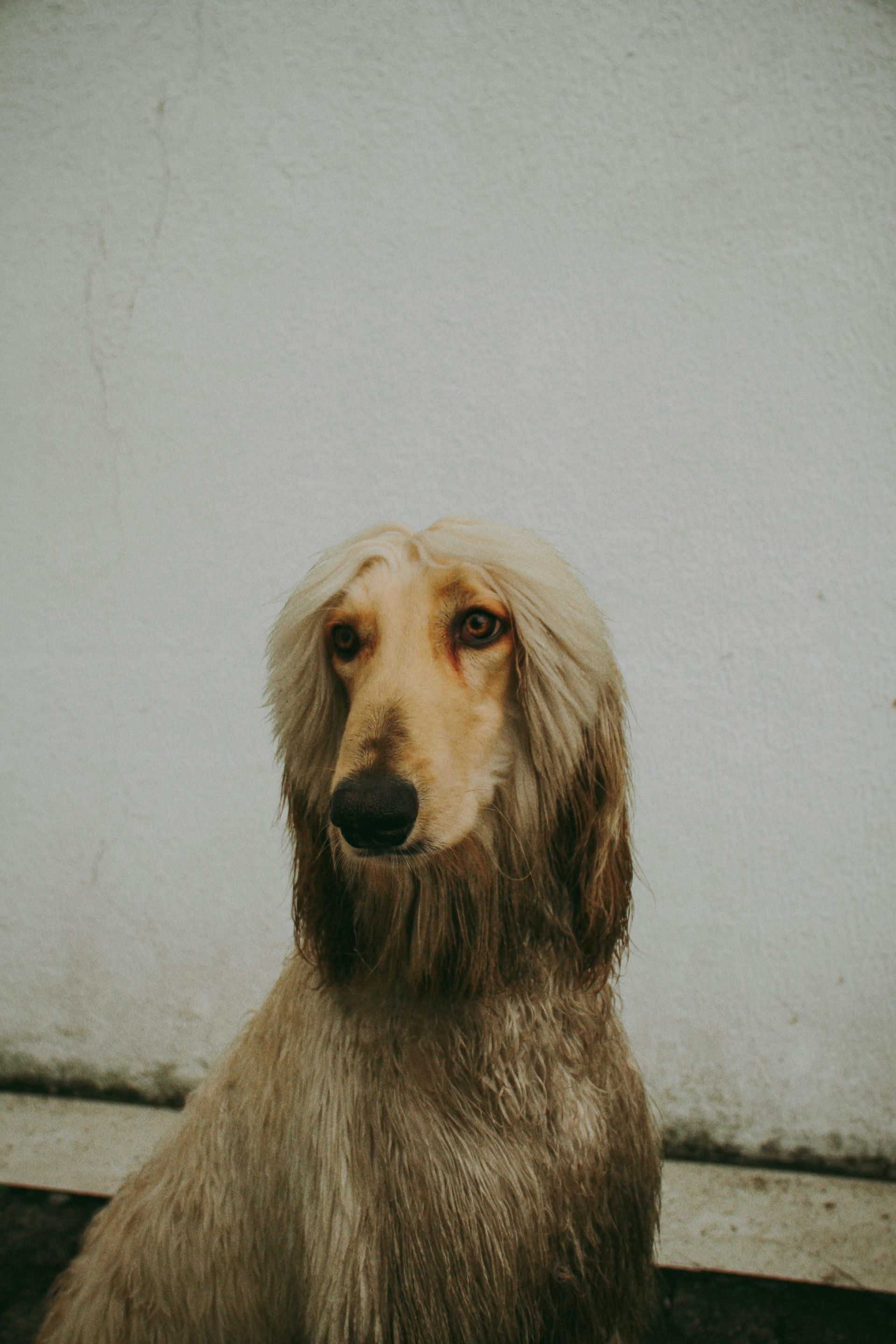 A dog with long hair is sitting in front of a white wall.
