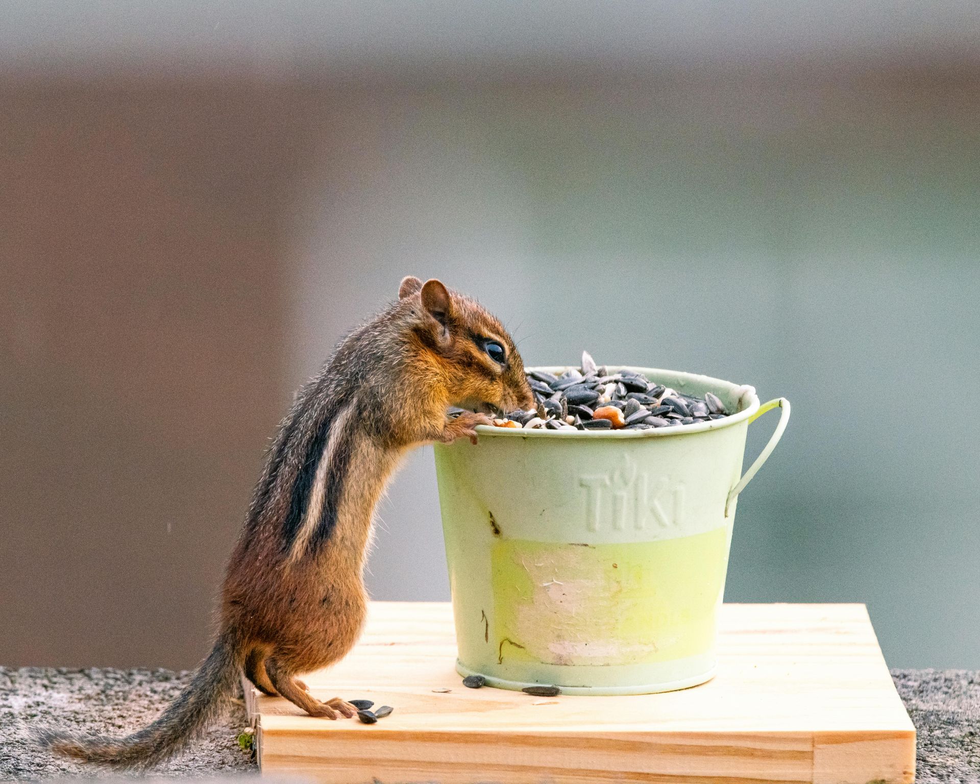 A chipmunk is eating seeds from a bucket