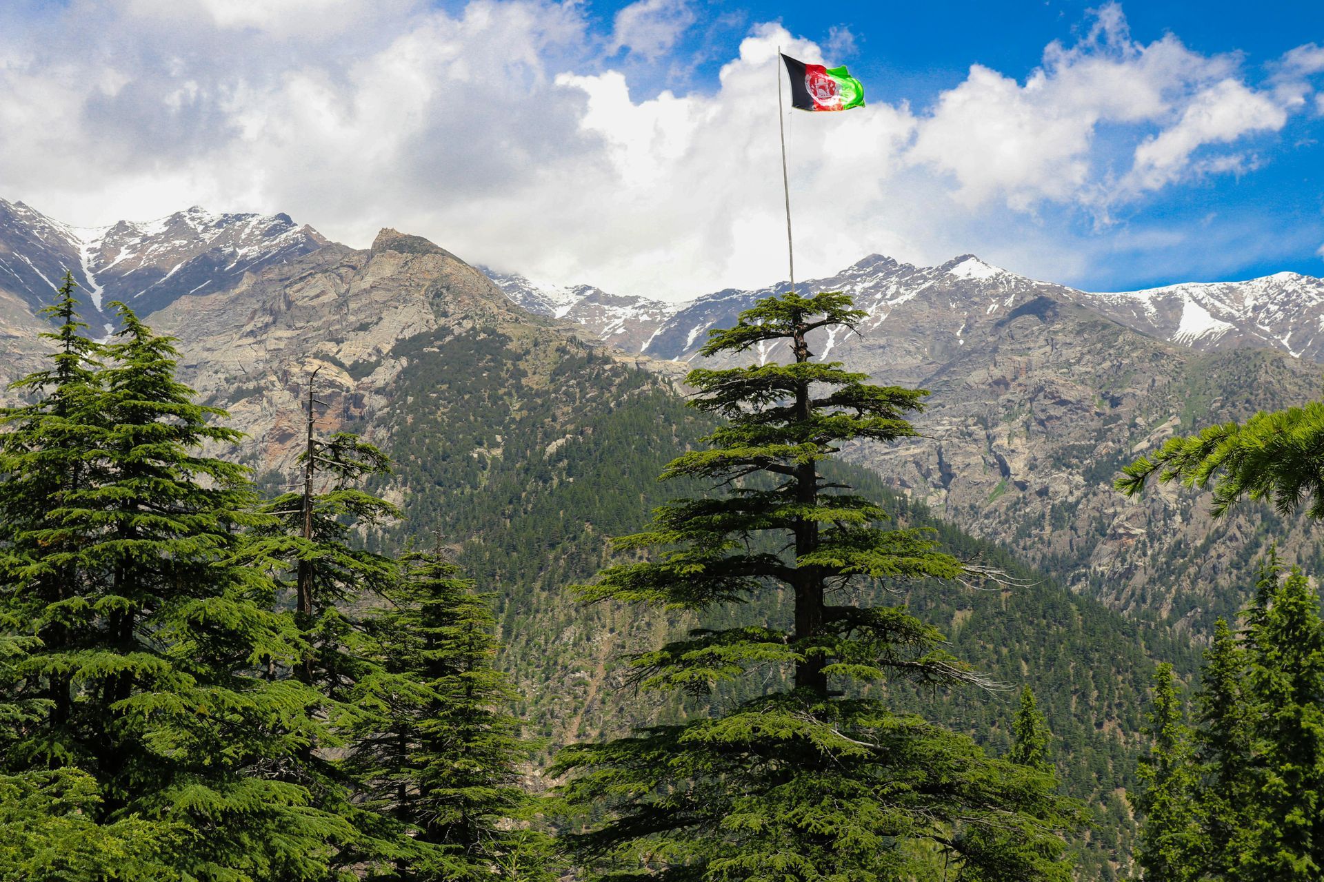A tree in the middle of a forest with a flag flying in the background.