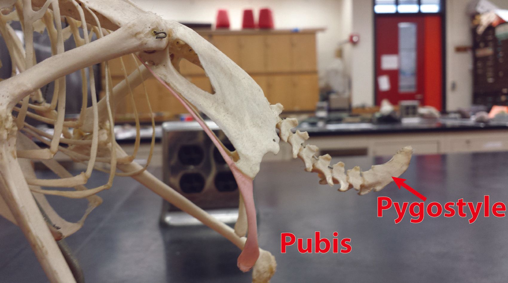 The pelvis of a duck, showing the backward pointing pubis and pygostyle.