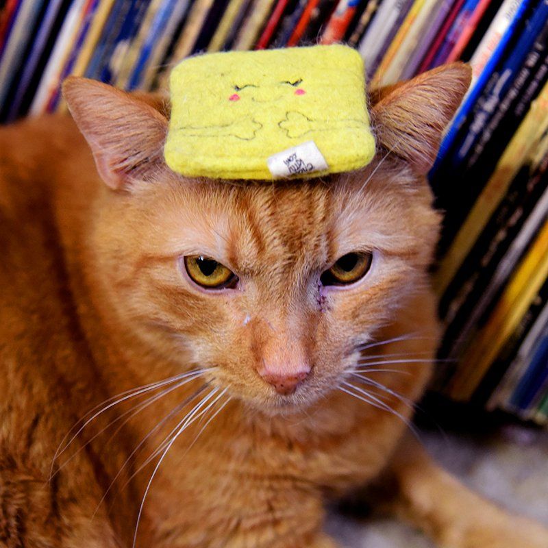 Louis the cat with a catnip butter pat on his head. He does not look happy about it.