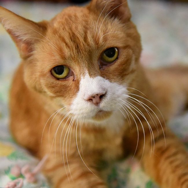 Photo of Monster, a 20-year-old cat