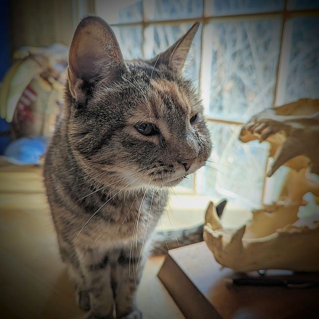 Can Skin Cancer Make Your Lymph Nodes Swell In Cats - Infoupdate.org