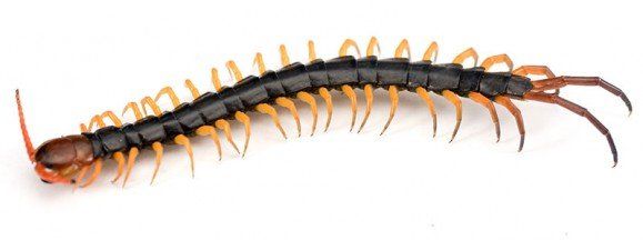 Centipede - Exterminator in Ithaca, NY