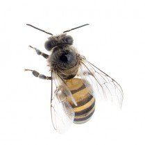 Honey Bee- Exterminator in Ithaca, NY