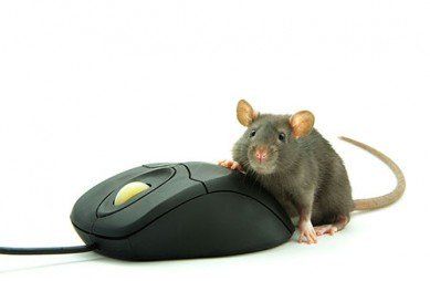 Rat and Computer Mouse - Exterminator in Ithaca, NY