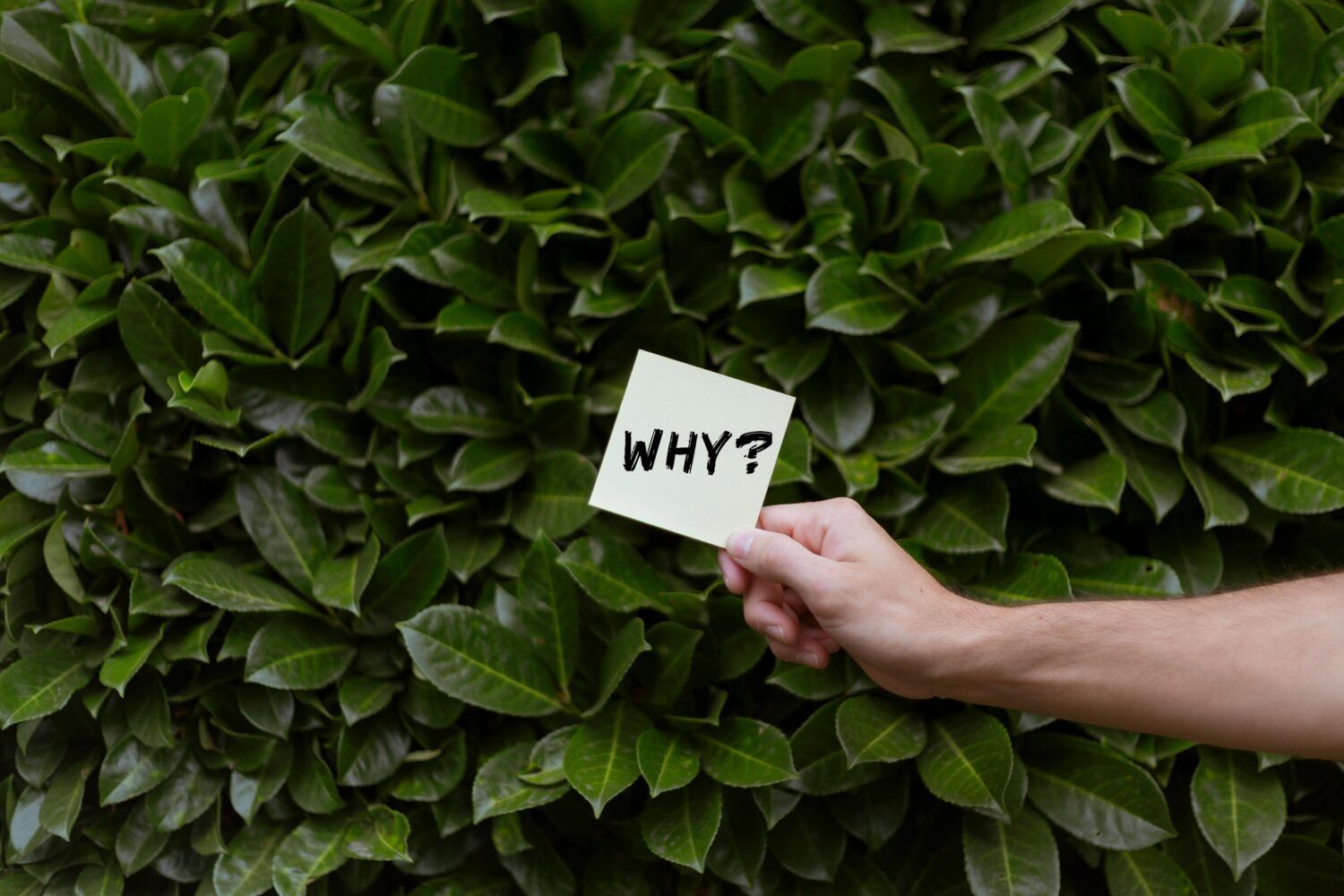 Hand holding a note that says “WHY?” in front of dense green leaves