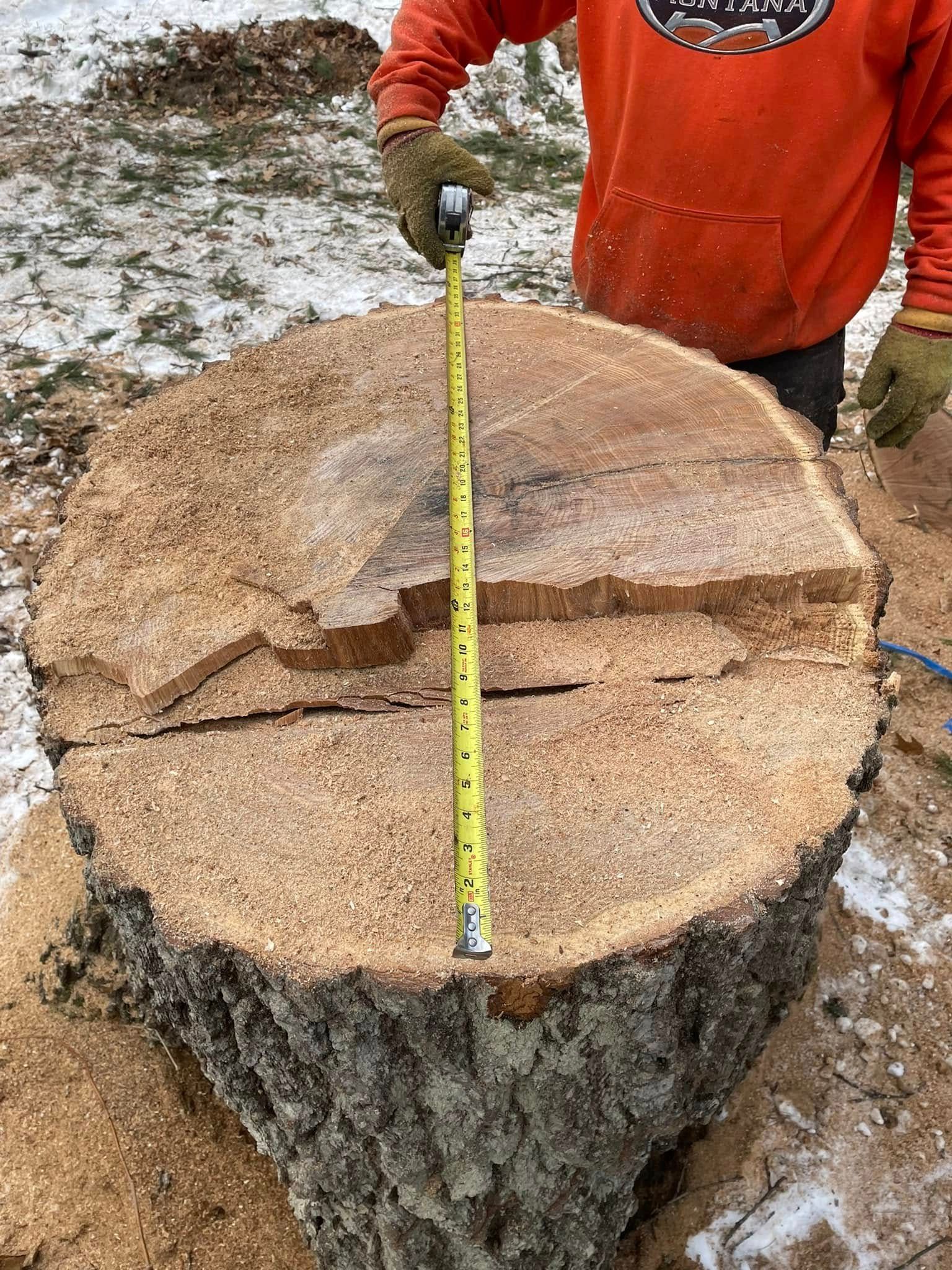 A man is measuring a tree stump with a tape measure.