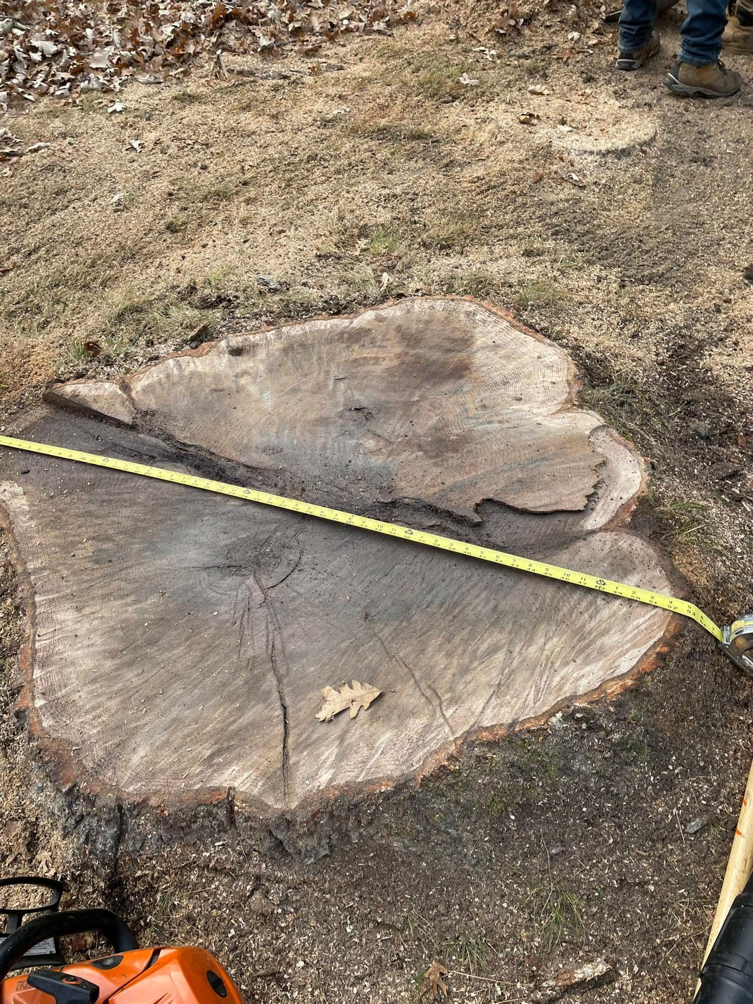 A person is measuring a tree stump with a tape measure.