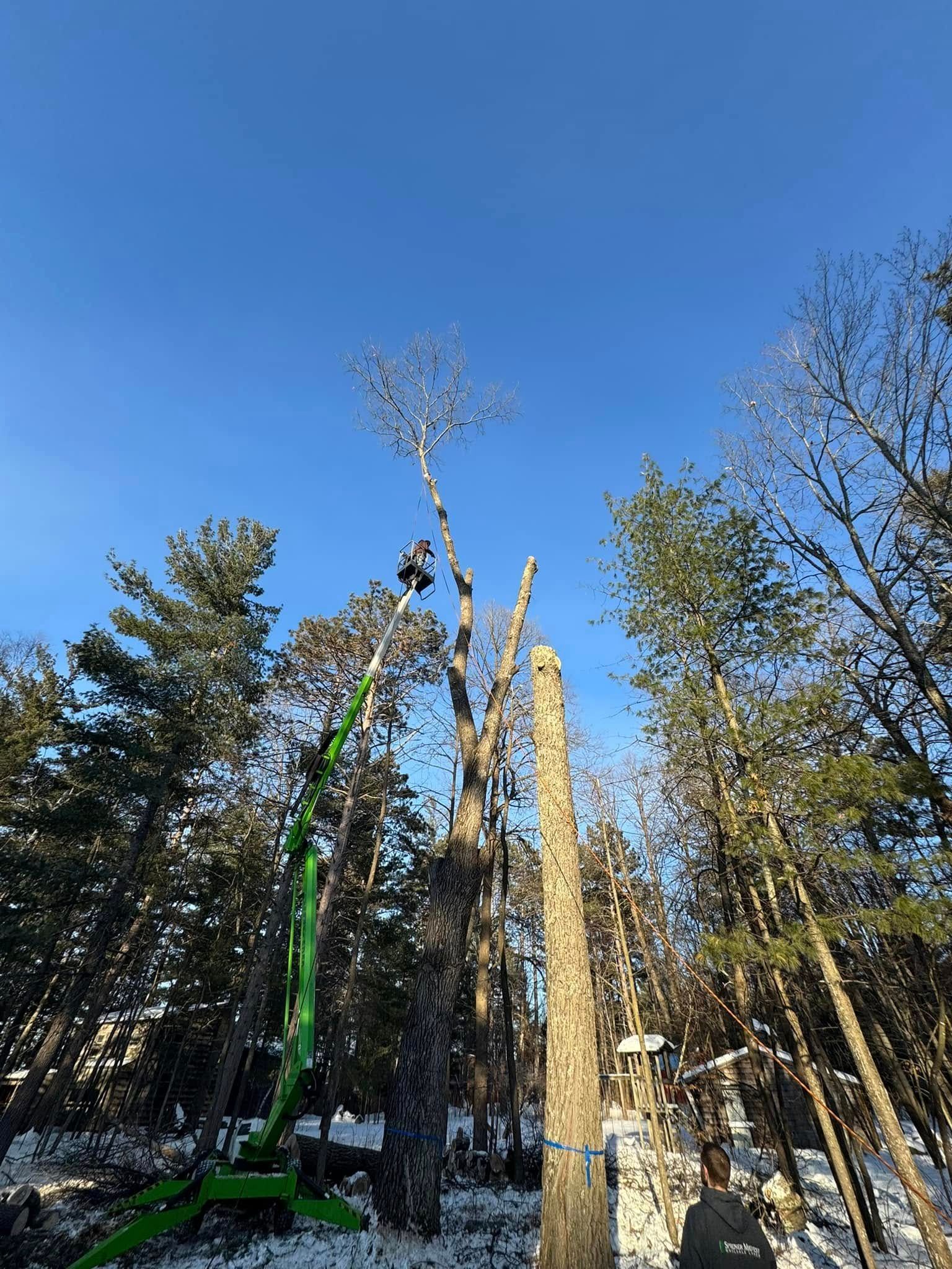 A man is cutting a tree in the woods with a crane.