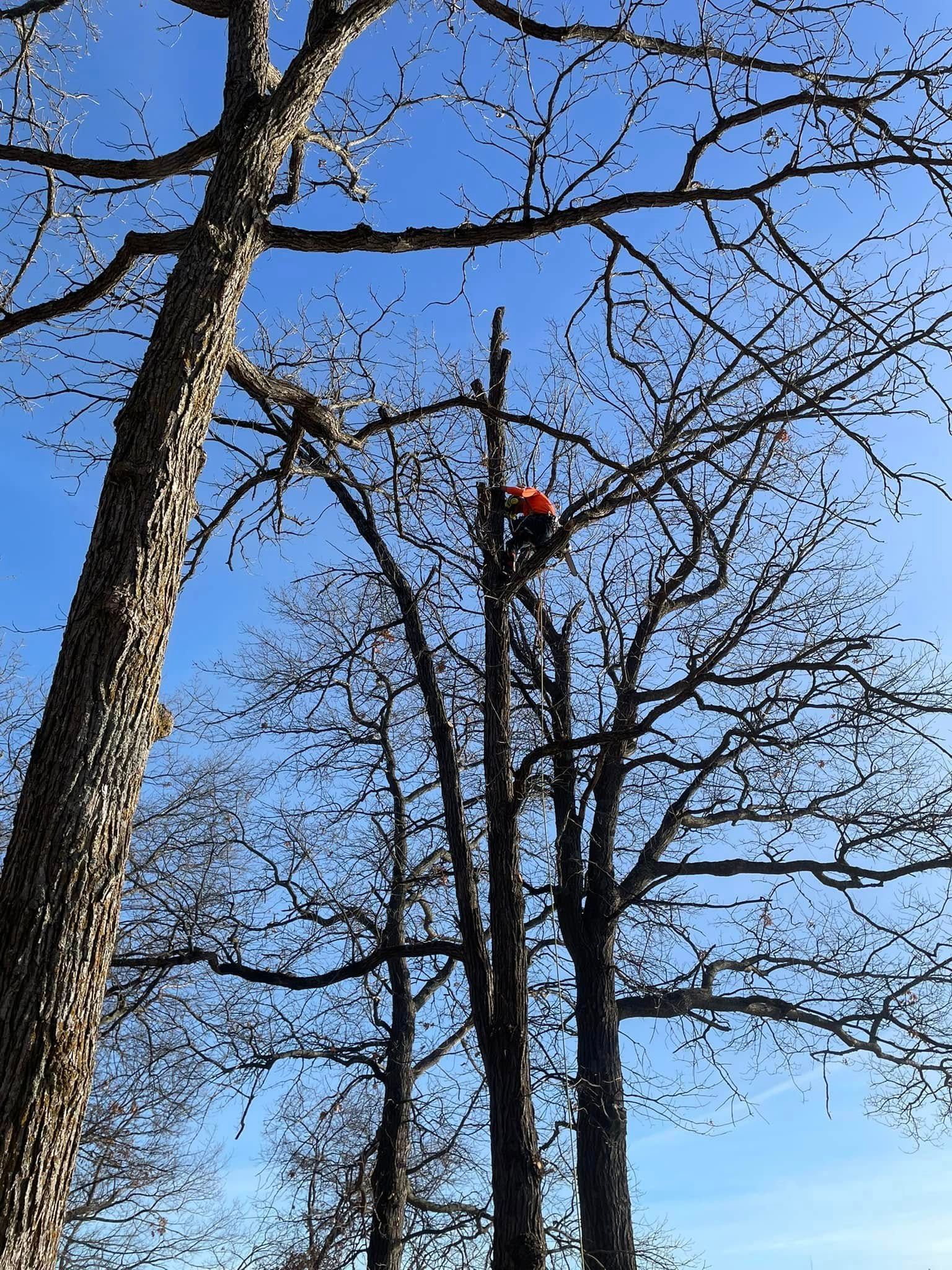 A man is climbing a tree with a chainsaw.