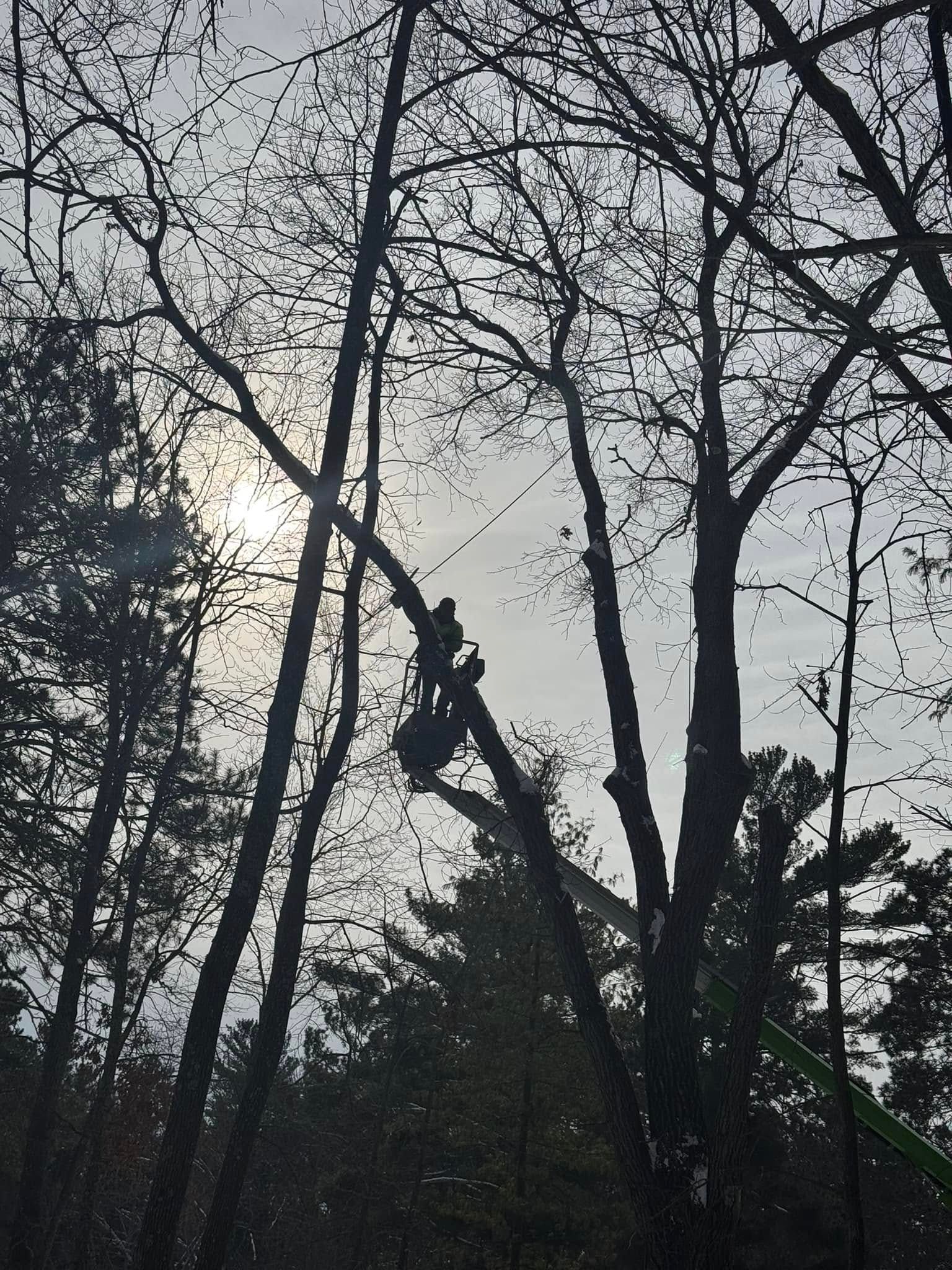 The sun is shining through the trees in the woods