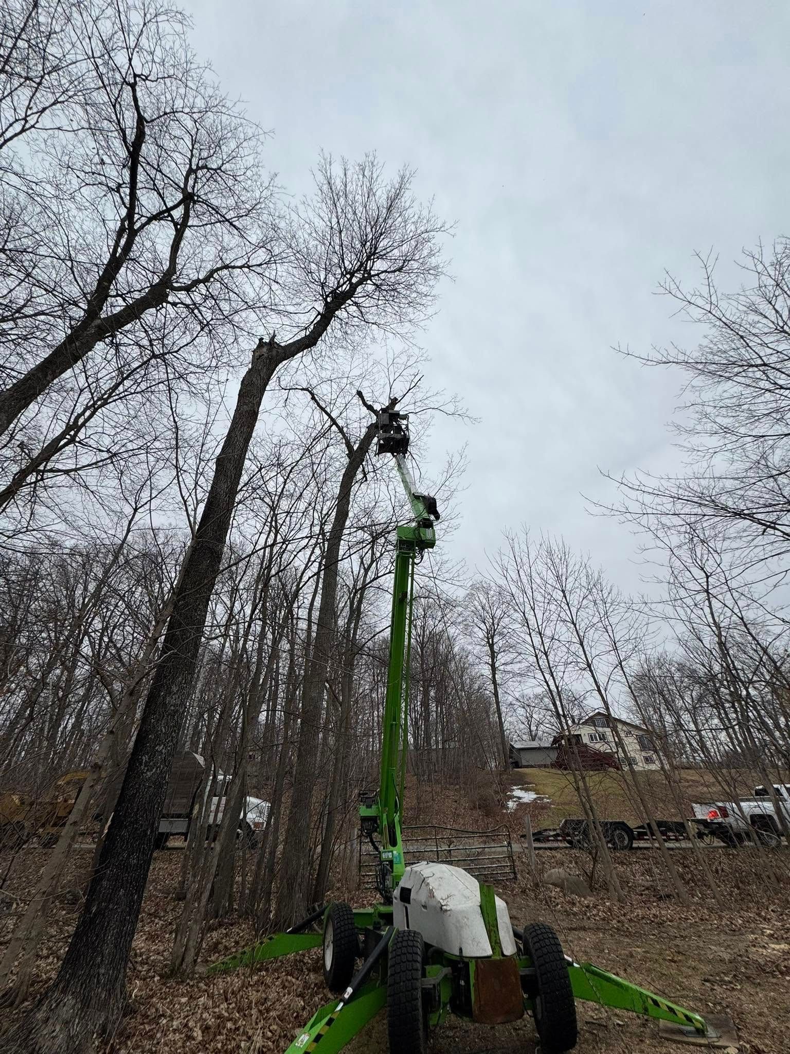 A man is cutting a tree with a crane in the woods.