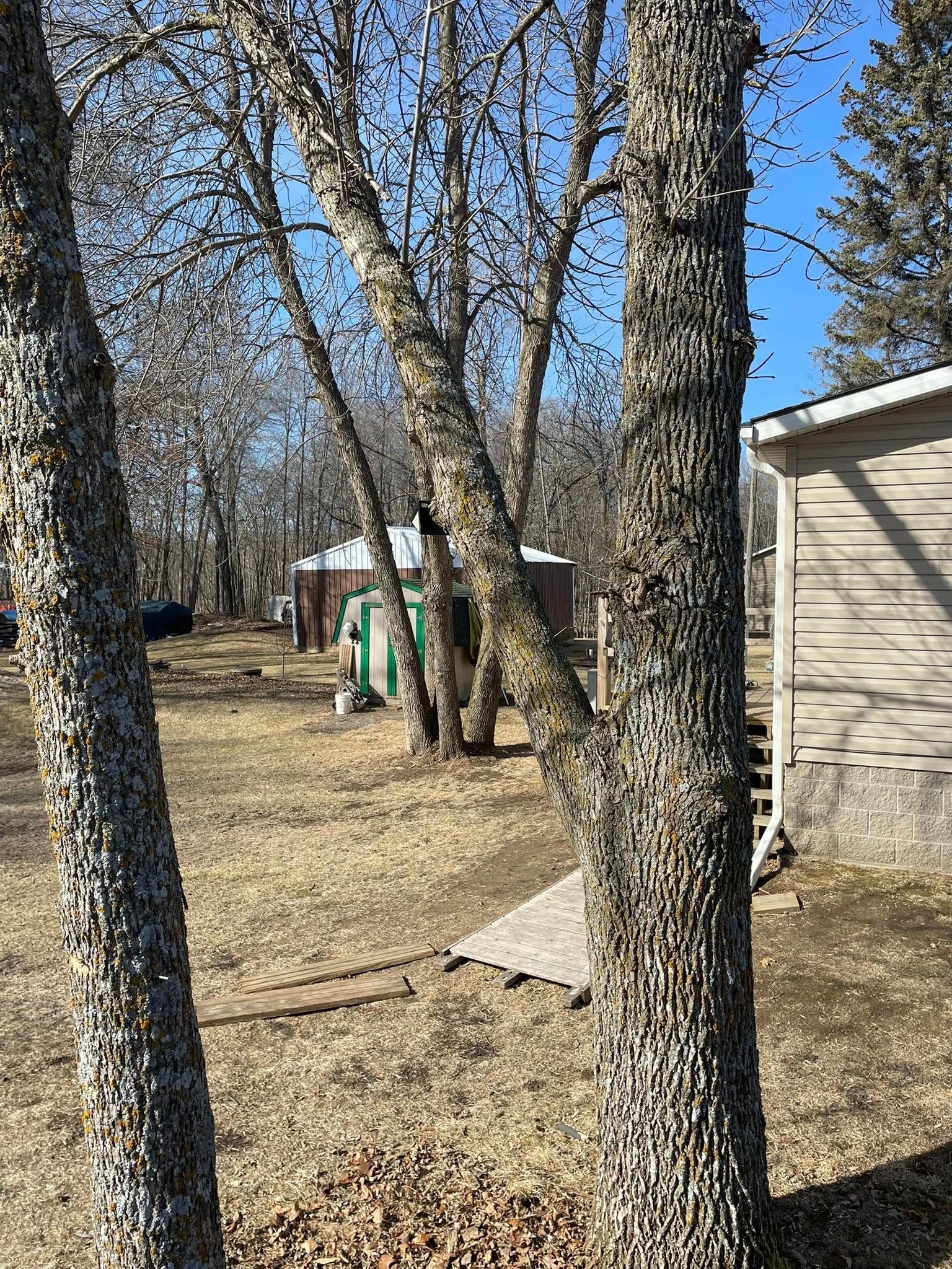 A couple of trees in a yard with a house in the background.