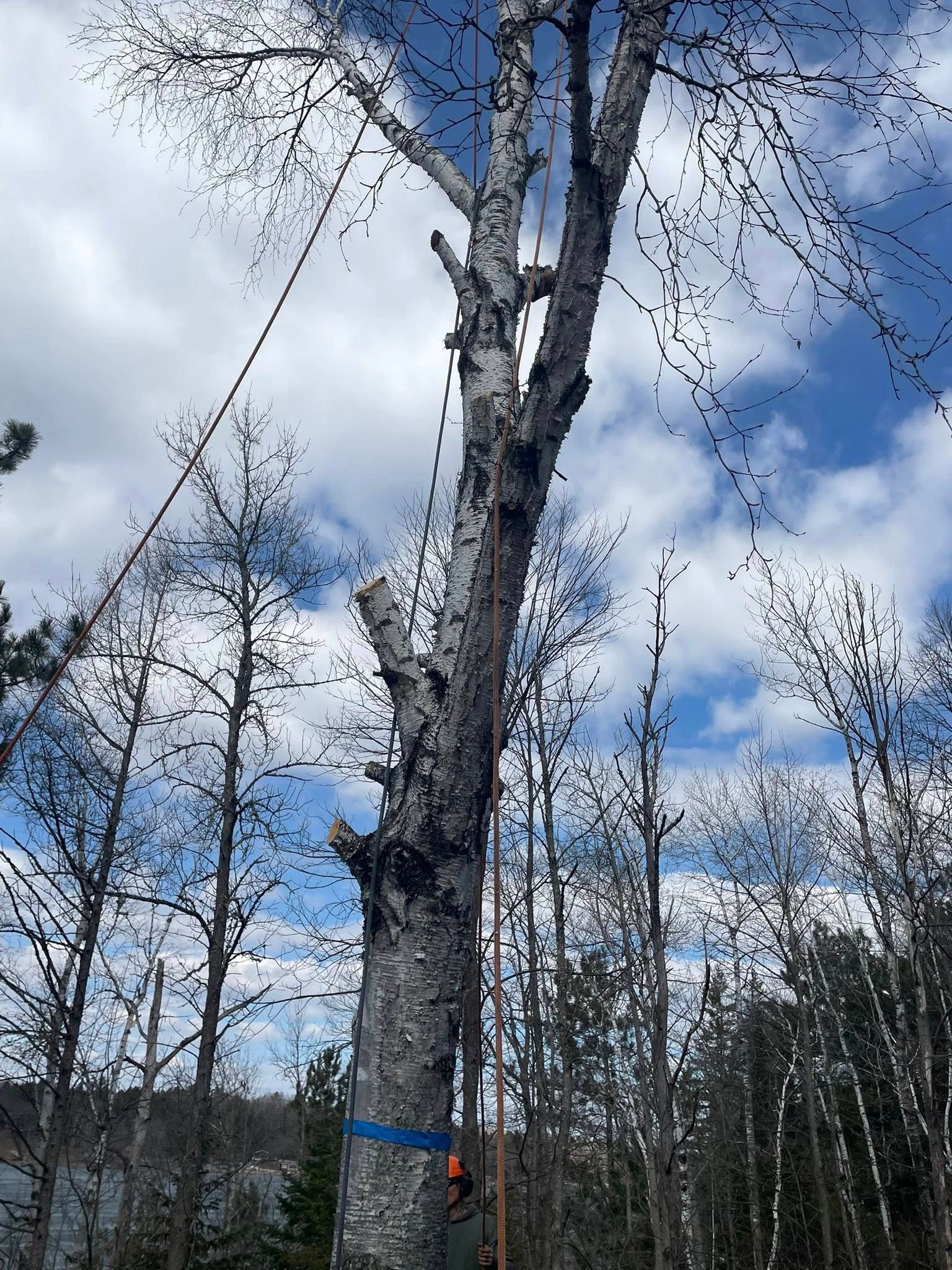 A man is climbing a tree in the woods with a chainsaw.
