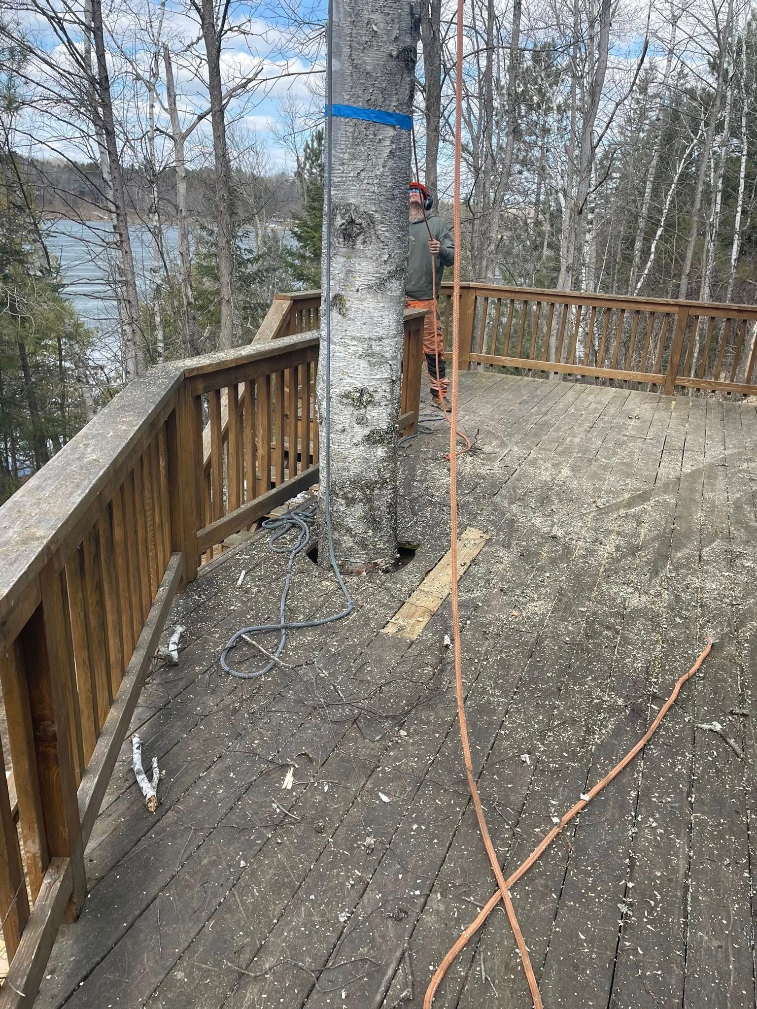 A man is cutting down a tree on a deck.