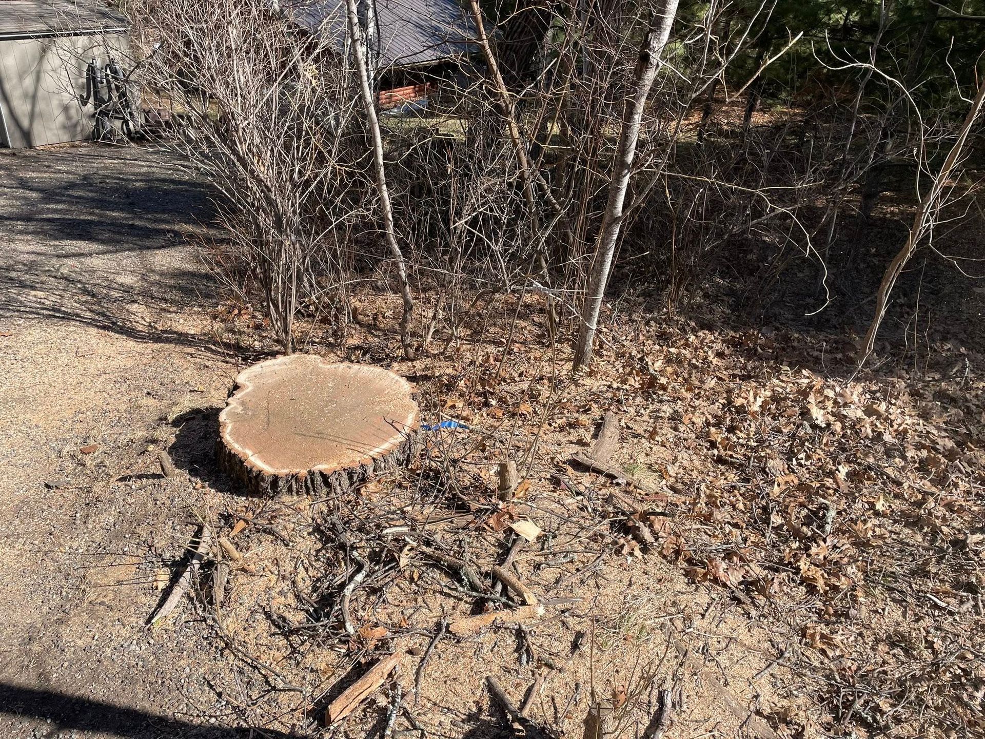 A tree stump is sitting on the ground in the middle of a forest.