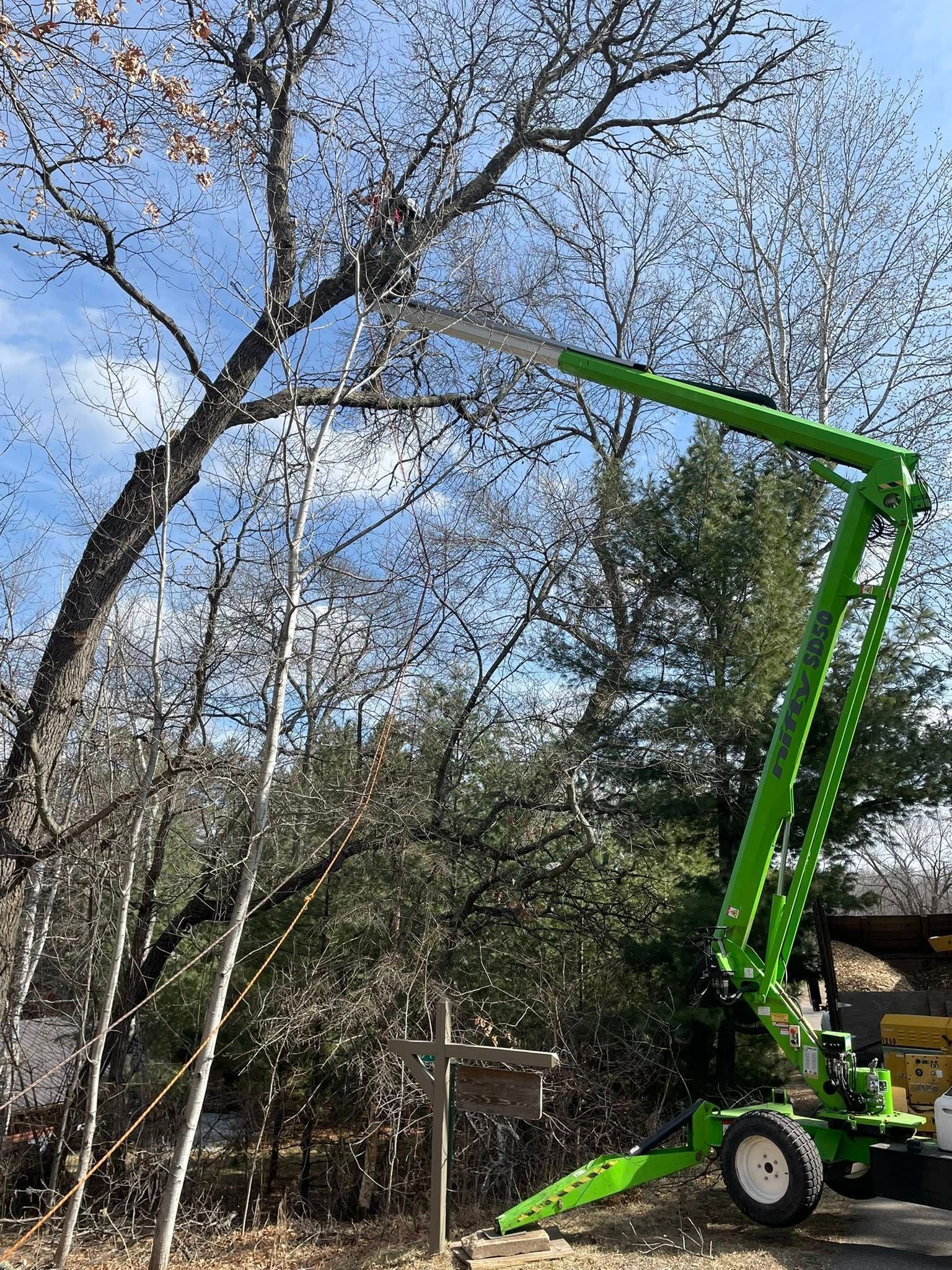 A green crane is cutting a tree in the woods.