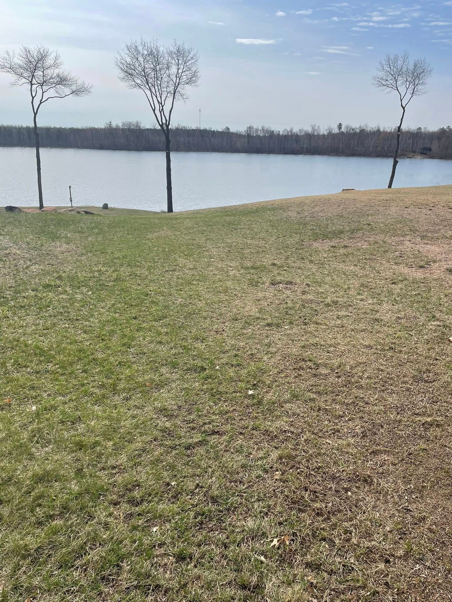 There are three trees on the shore of a lake.