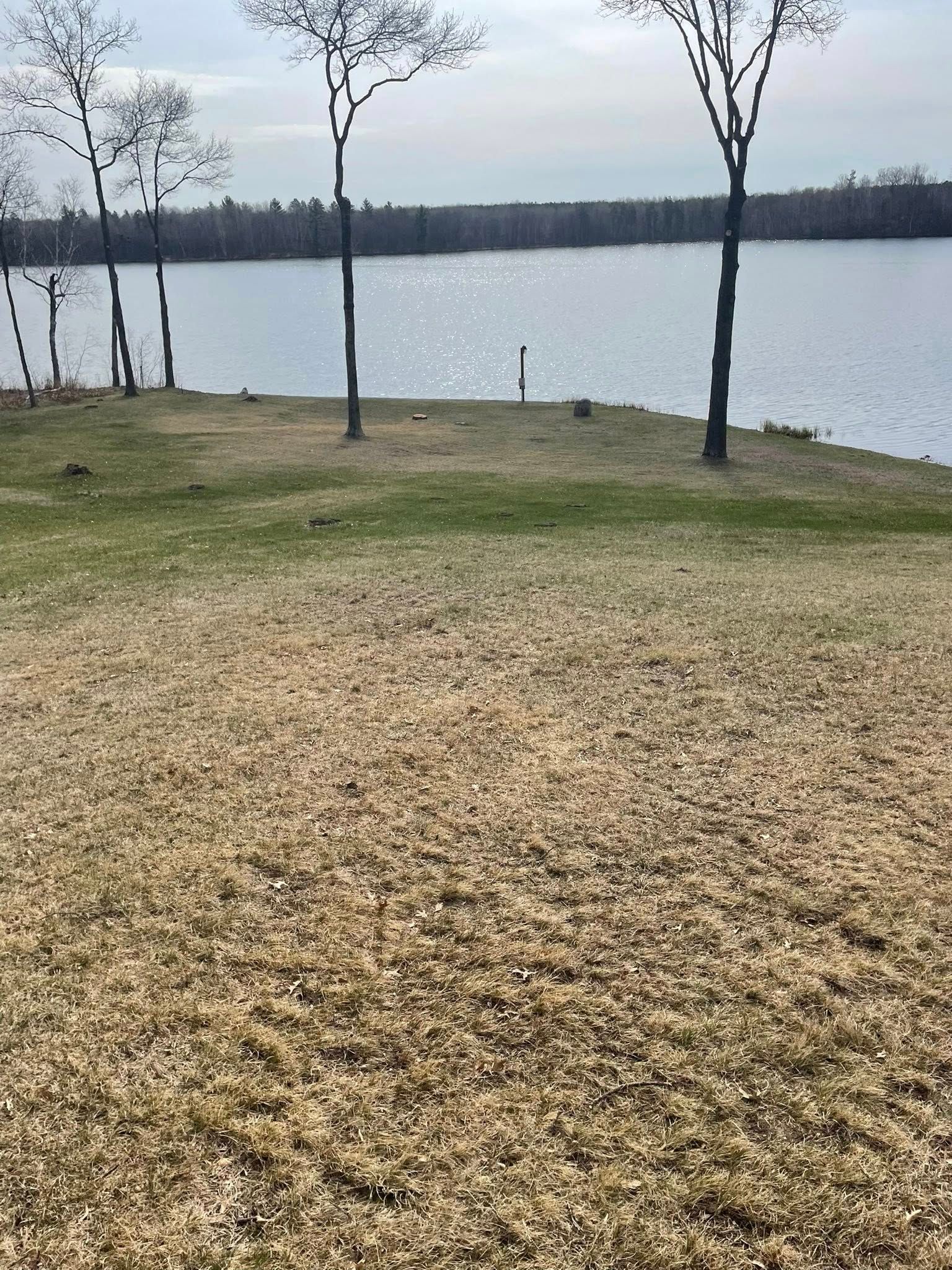 There are three trees on the shore of a lake.