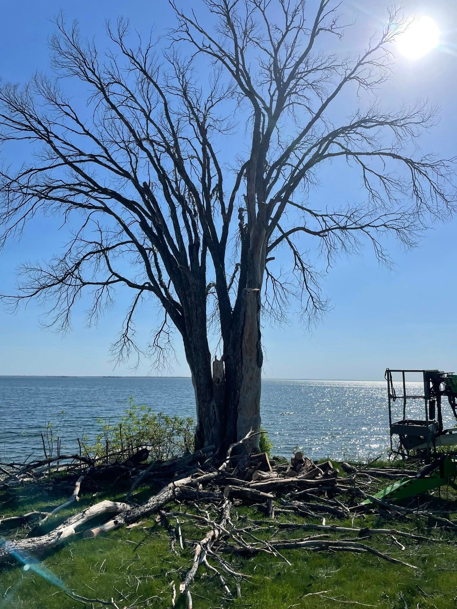 Two trees are standing next to each other on the shore of a lake.