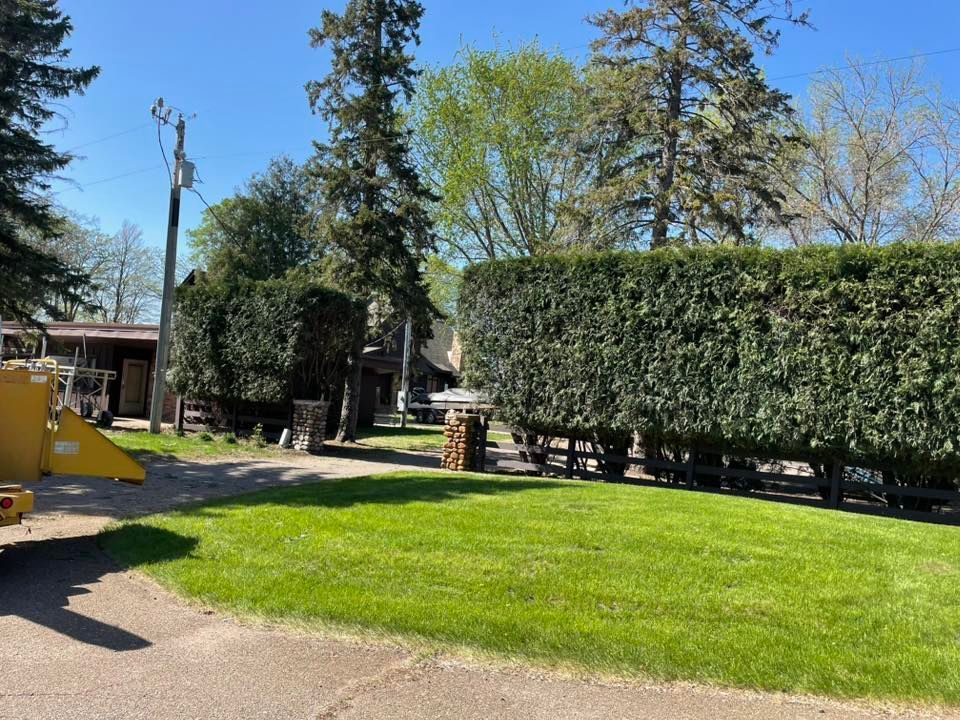 A hedge trimmer is cutting a hedge in front of a house.