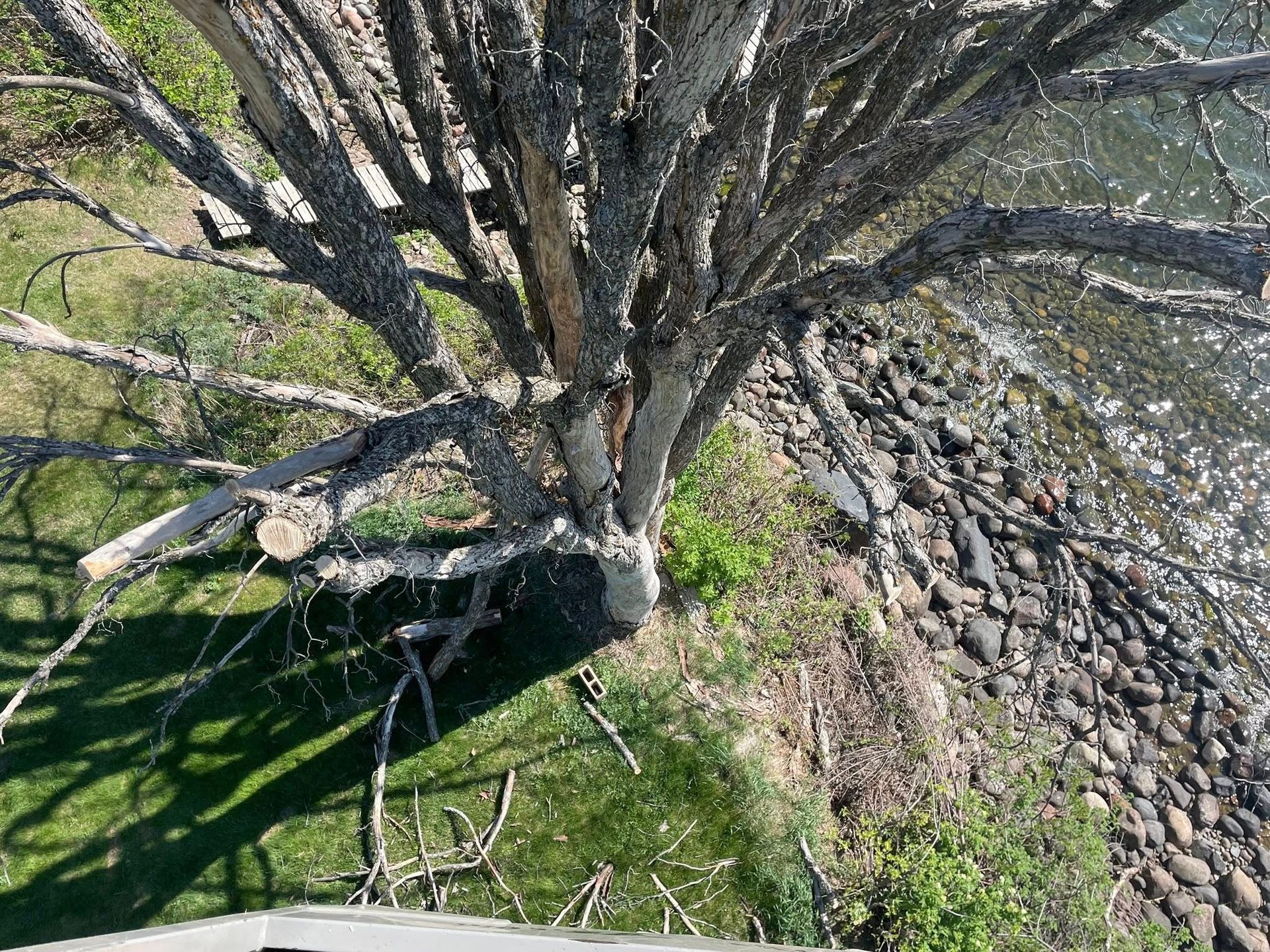 A tree with a lot of branches is sitting next to a body of water.