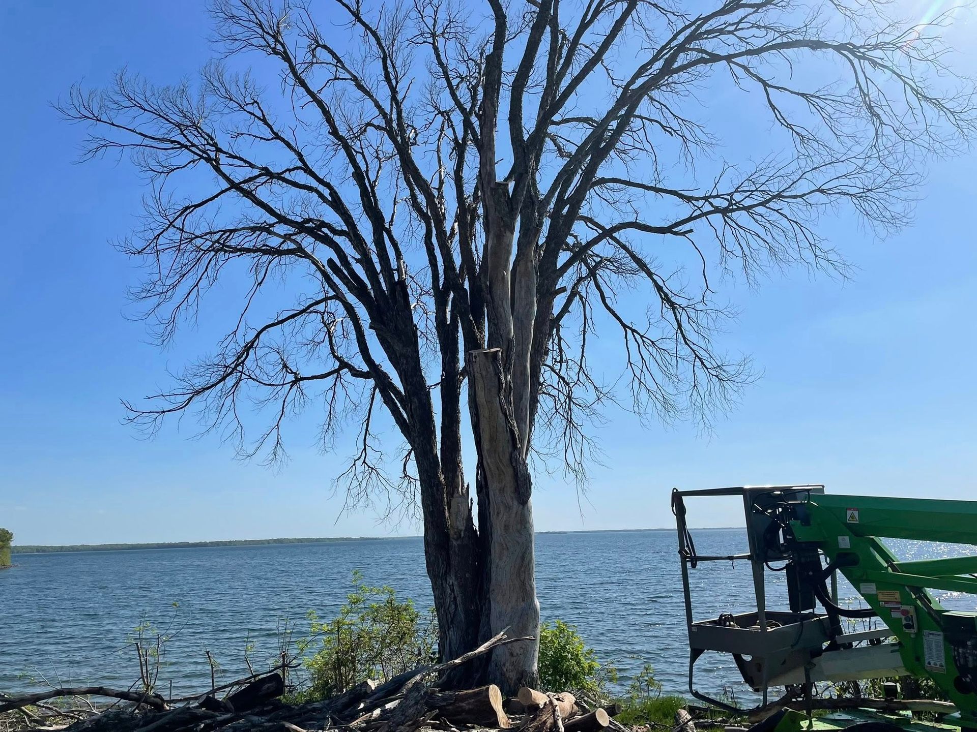 A tree is being cut down by a crane on the shore of a lake.