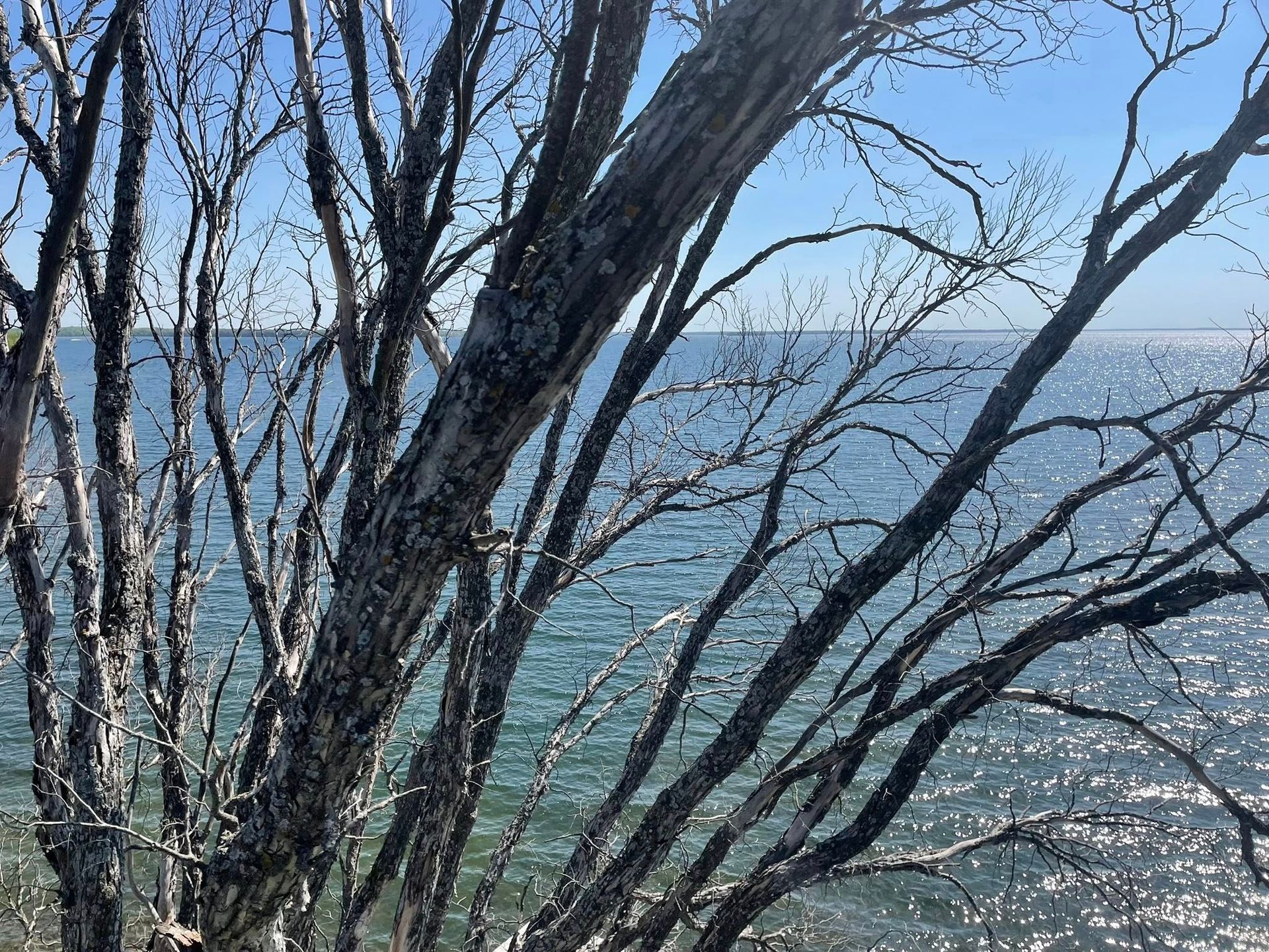 A tree with a view of the ocean through its branches.