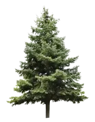 A full-grown evergreen pine tree with dense, dark green needles, isolated against a white background.
