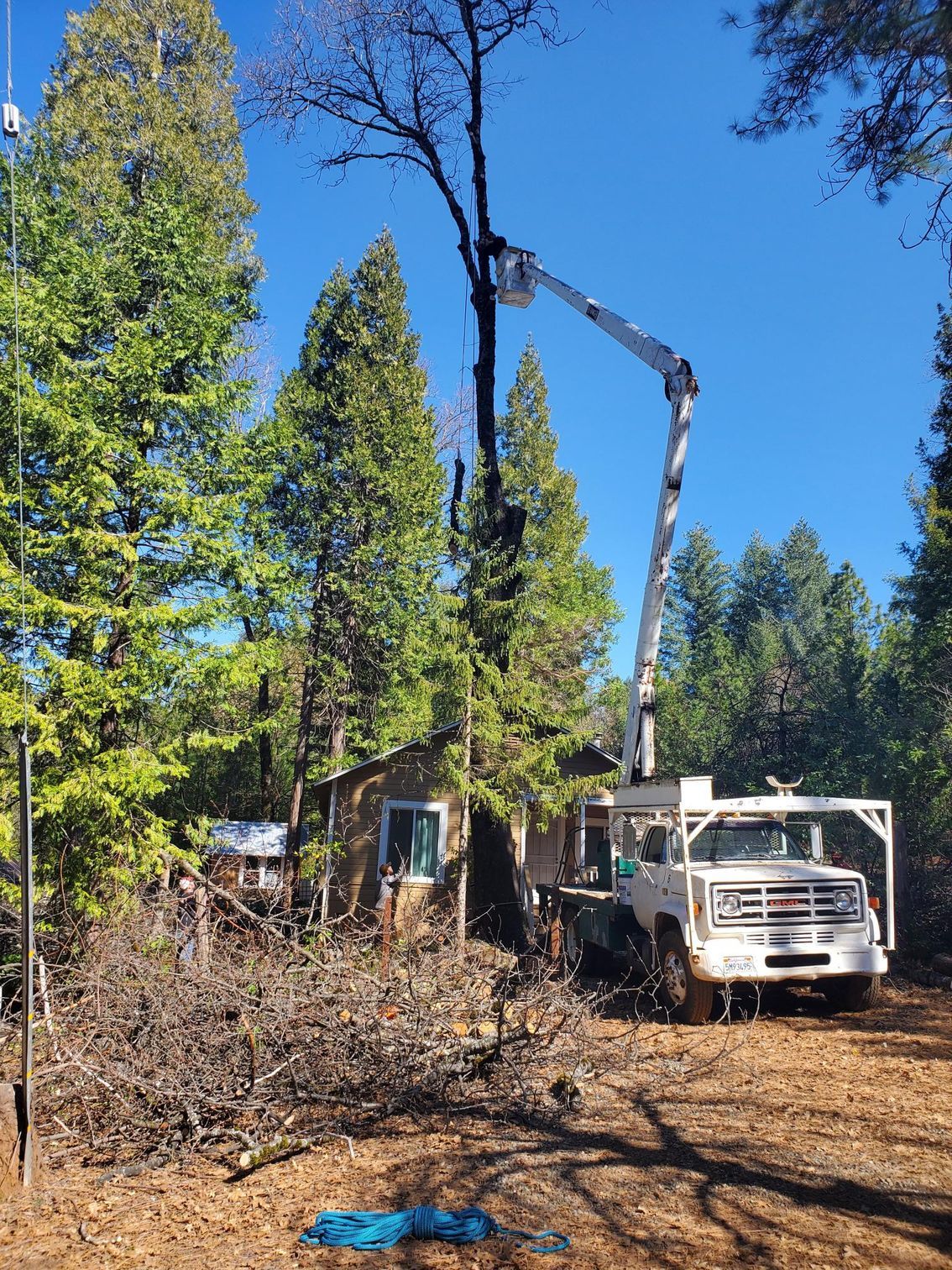A white bucket truck parked in a forest clearing, with an arborist in the raised basket trimming a tall, thin tree.