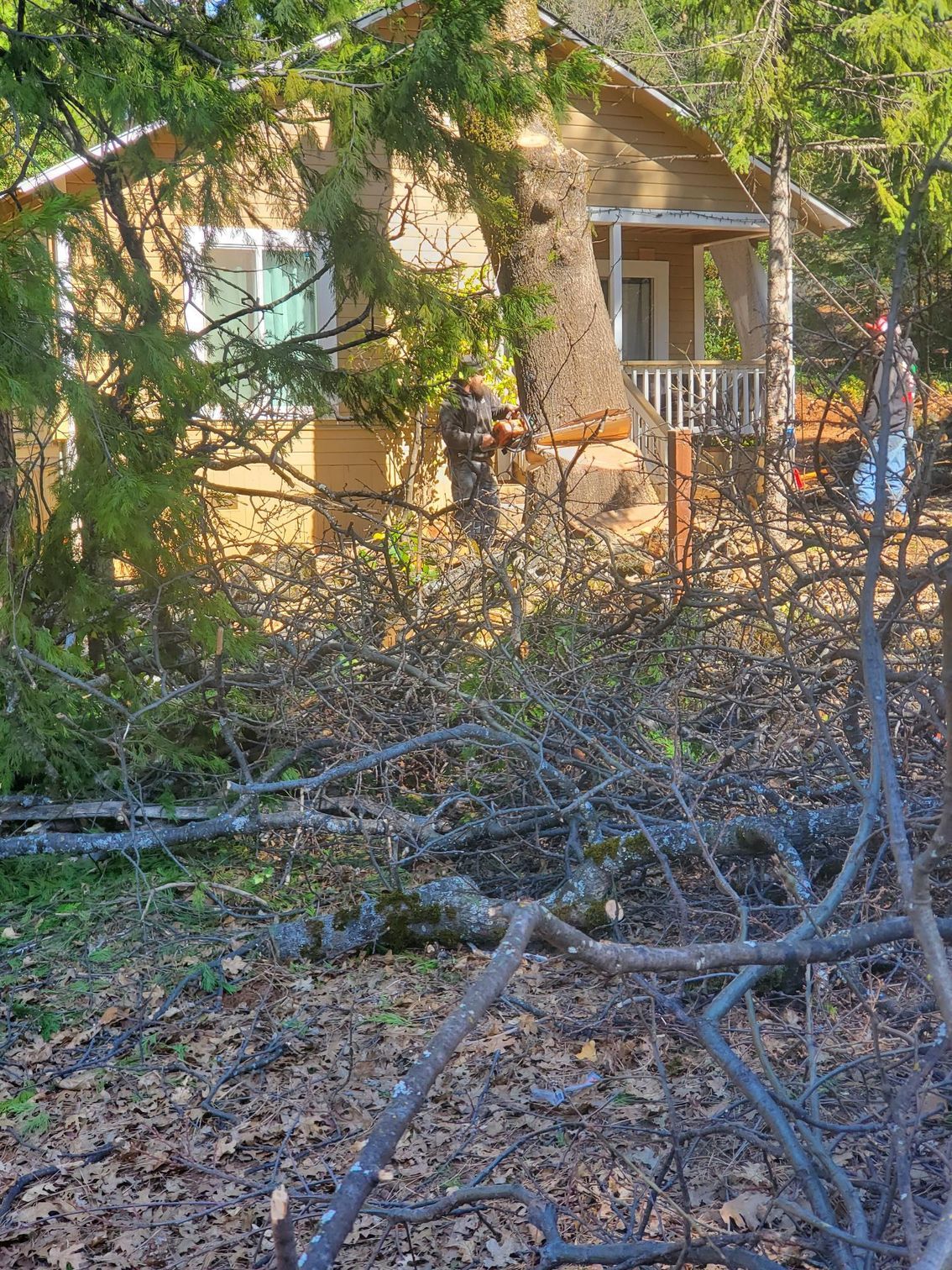 A person uses a chainsaw to cut a large tree trunk directly in front of a tan house with a porch.