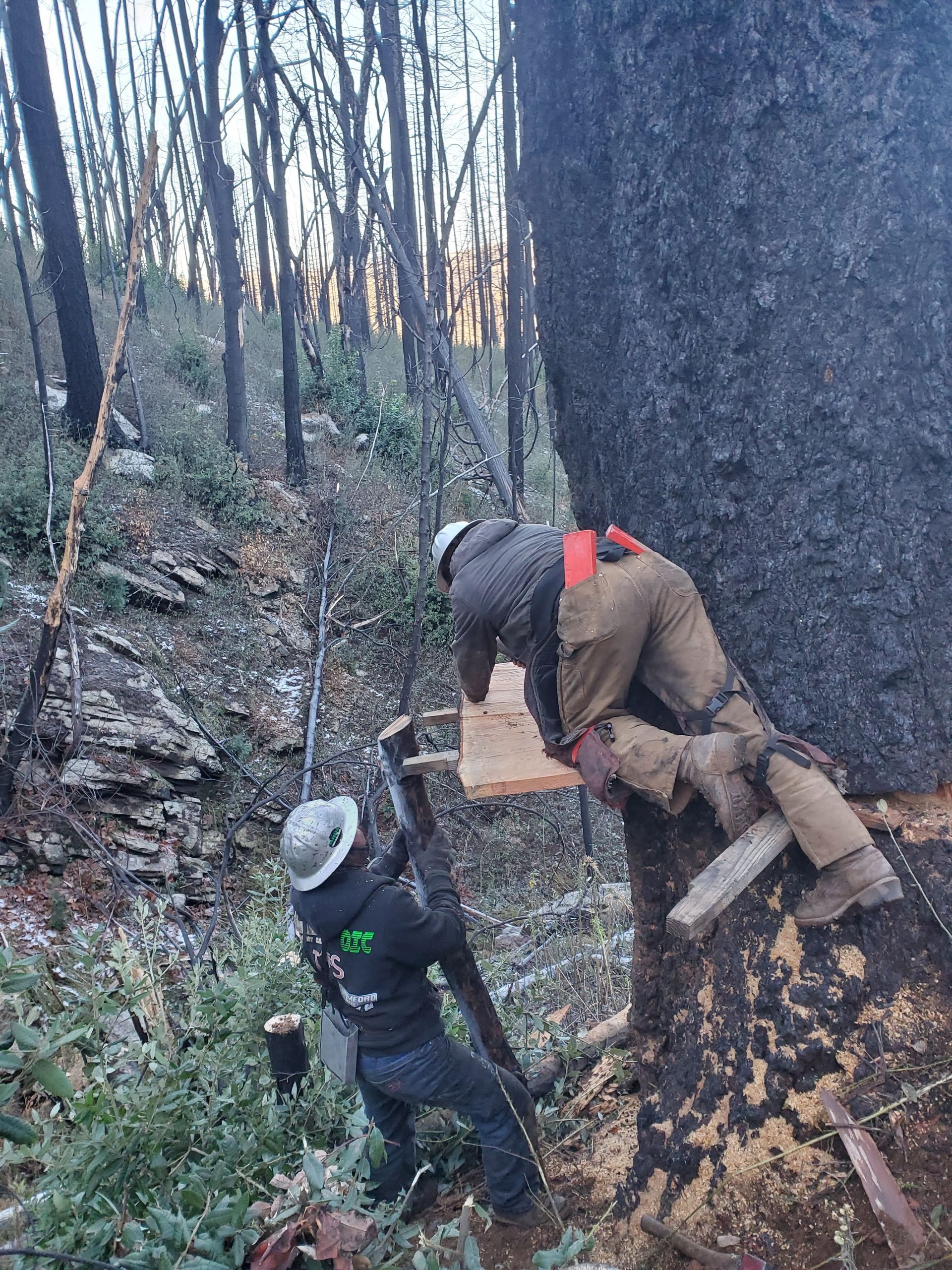 Two workers in protective gear climb a charred, large tree using a wooden platform in a fire-damaged forest.