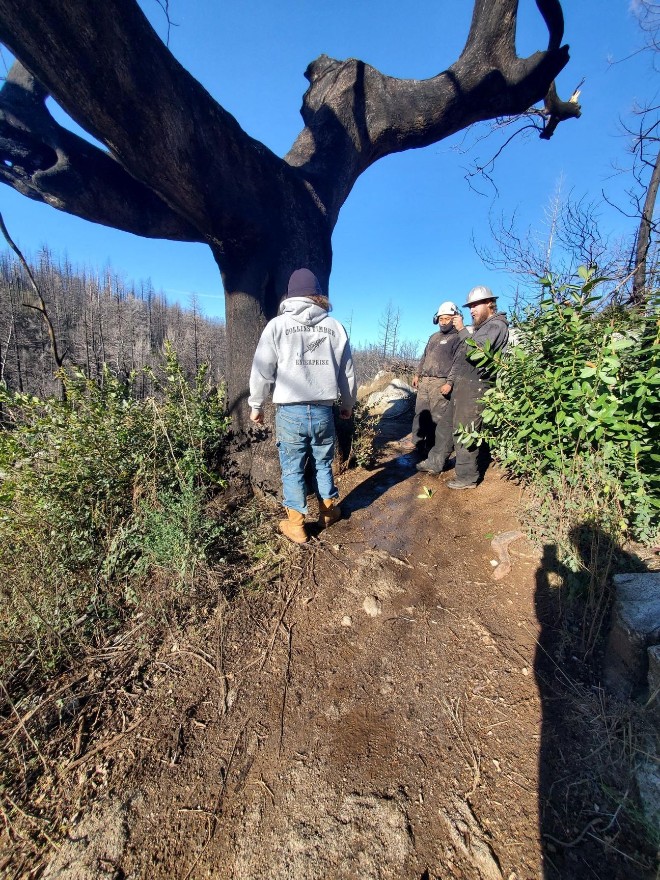 Three workers in hard hats and work gear stand near a large, fire-damaged tree on a dirt trail in a forested area.