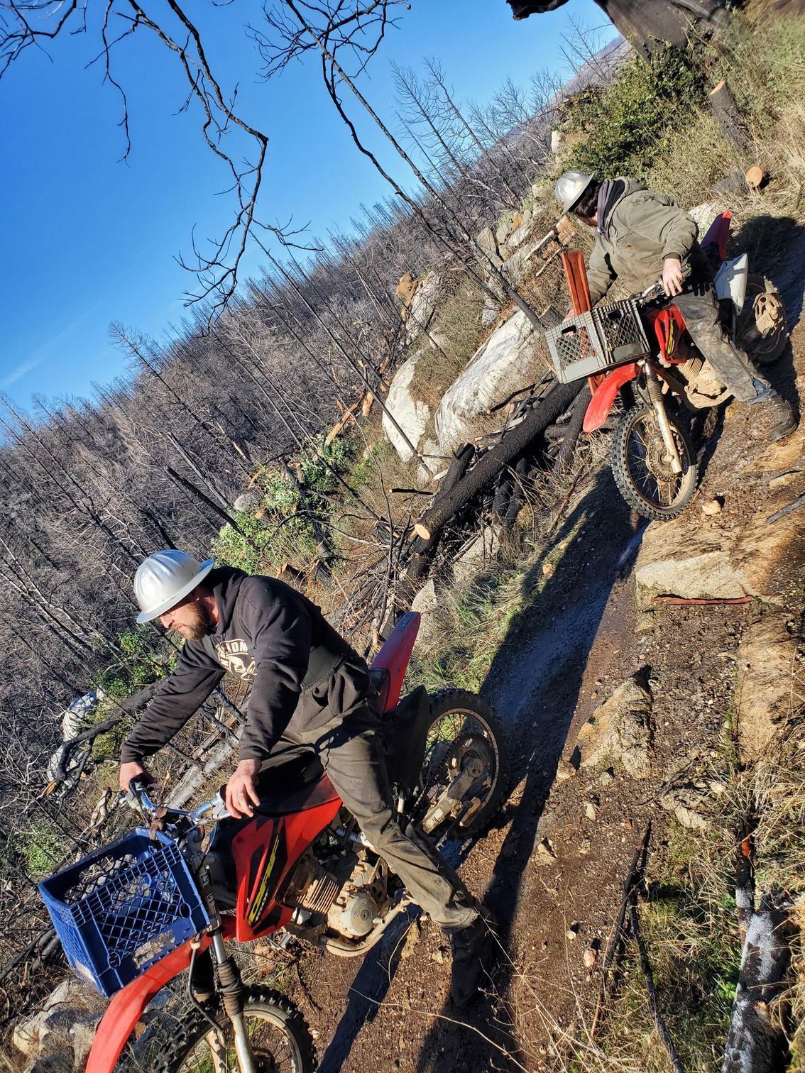 Two people wearing helmets on red dirt bikes, carrying blue crates on a trail through a forest of charred trees.