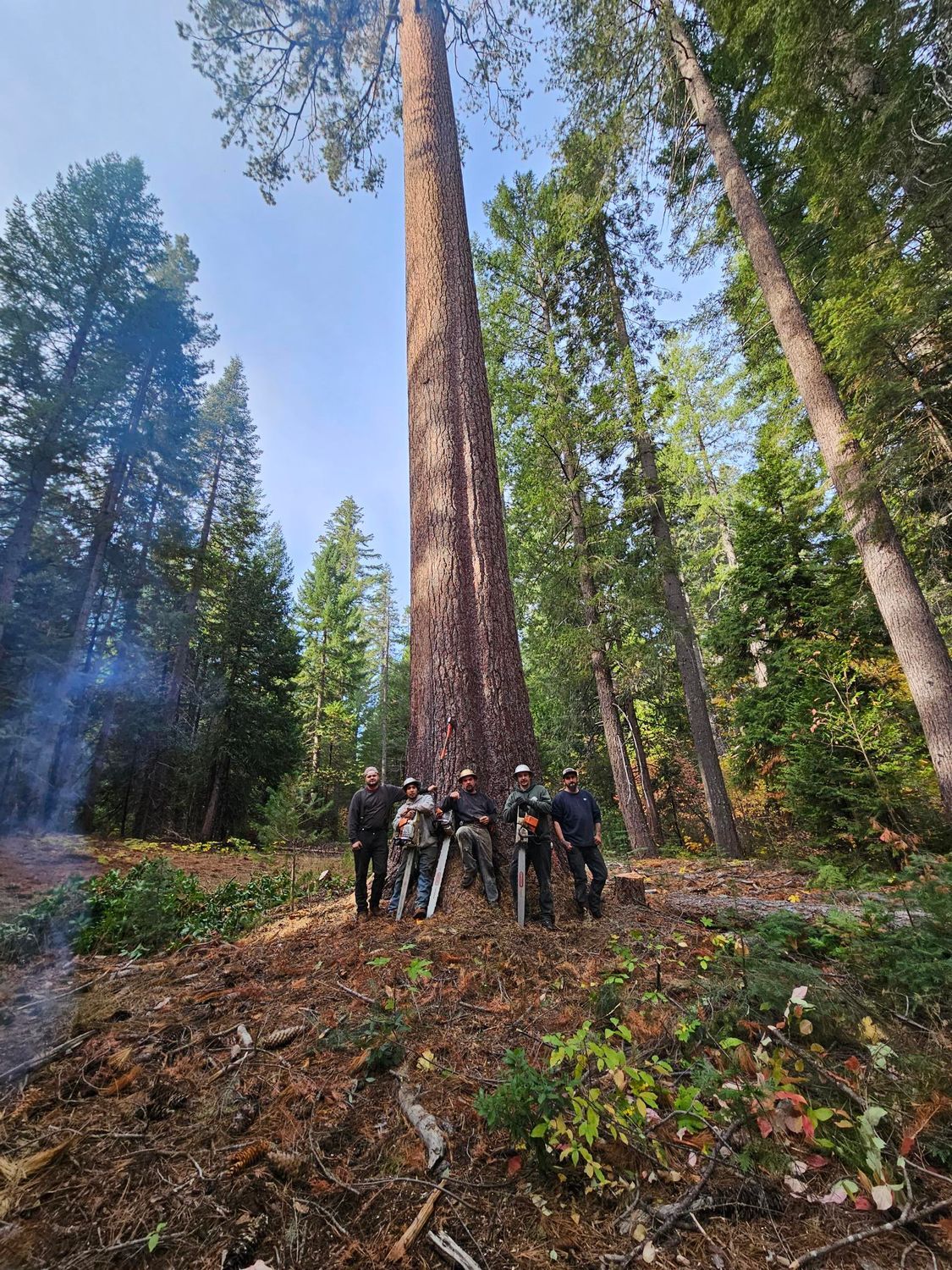 Five people stand together in a forest at the base of a massive, tall pine tree on a sunny day.