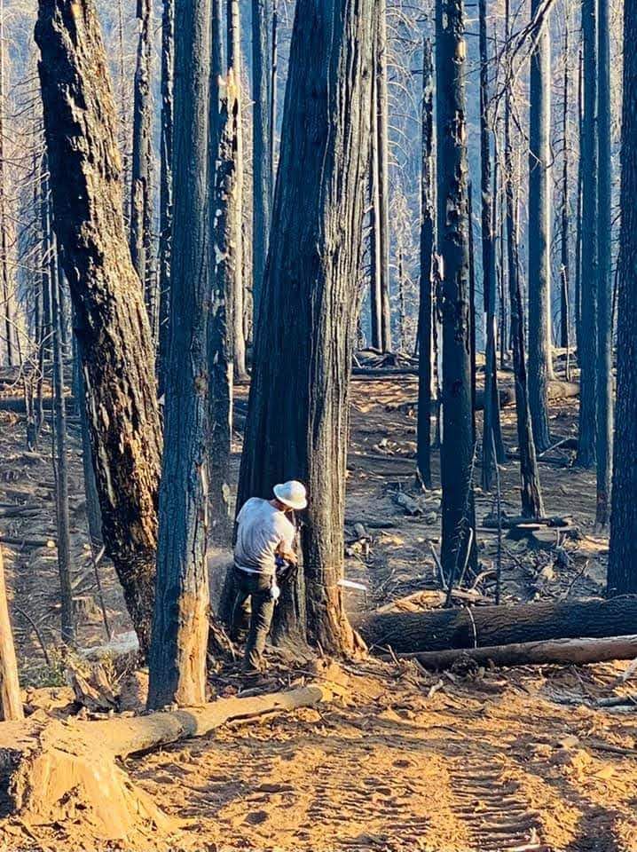 A person in a white hard hat and work gear uses a chainsaw to cut a scorched tree in a wildfire-damaged forest.